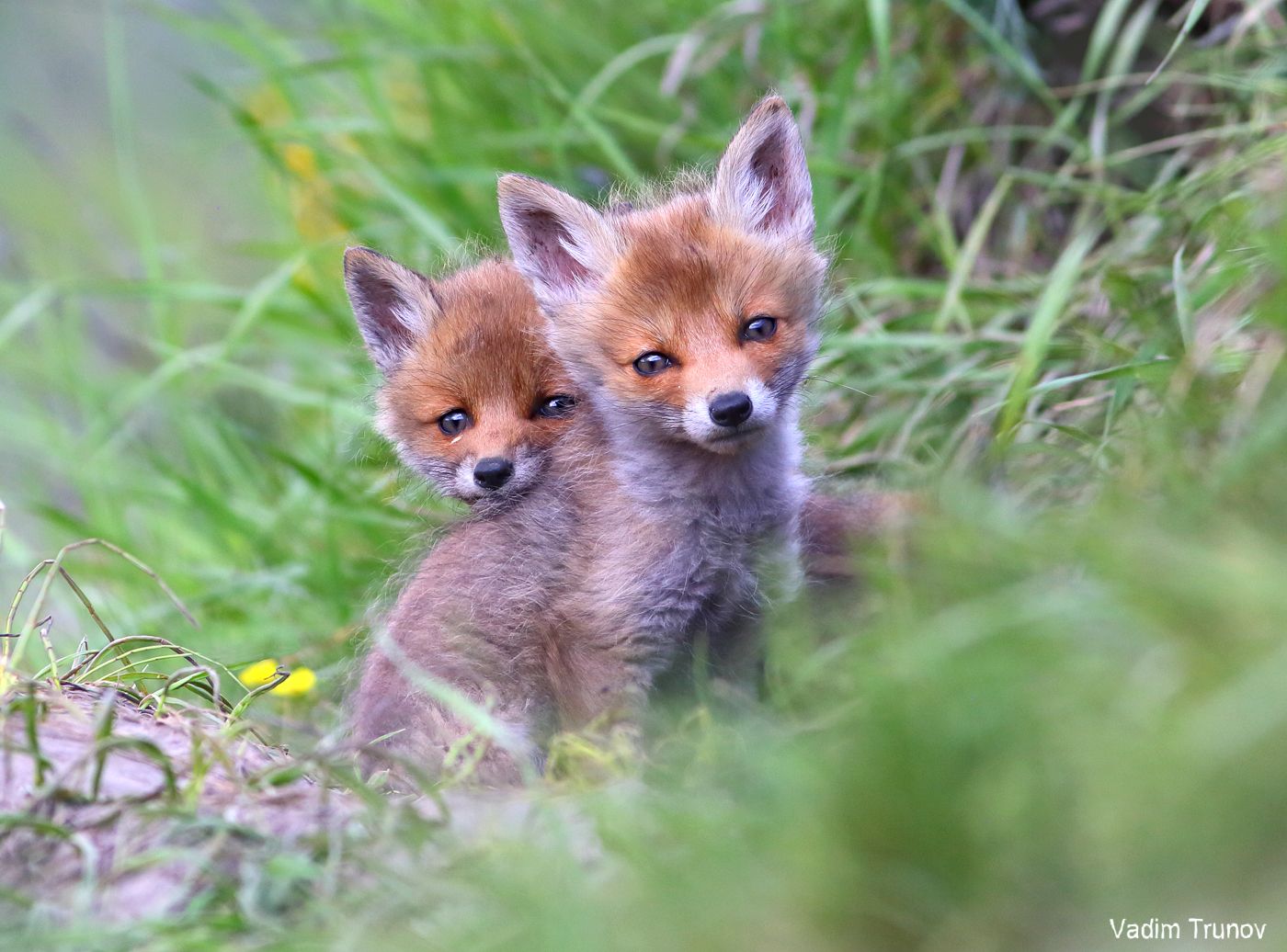 лиса, лисята, fox, Вадим Трунов