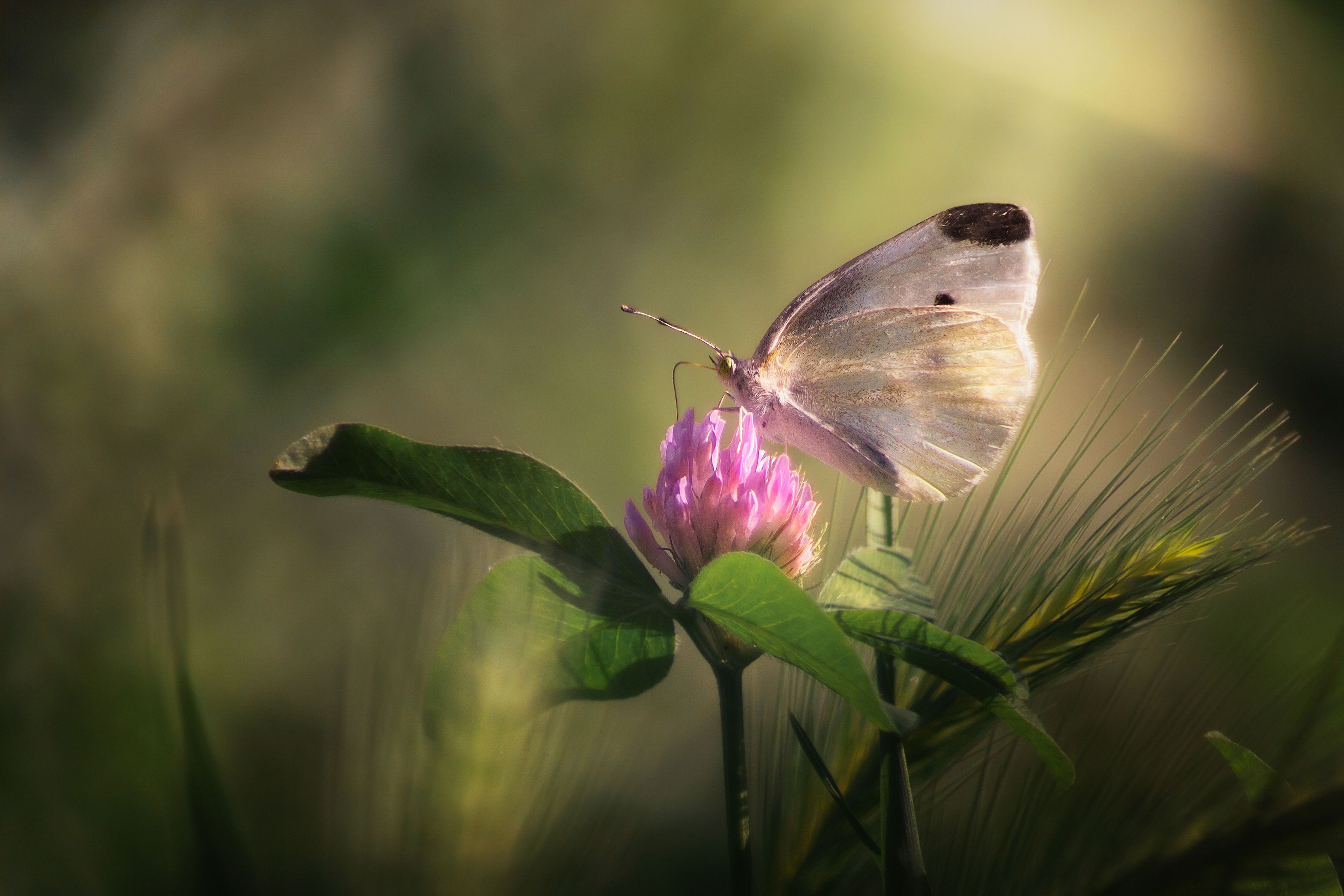 бабочка цветок клевер лето макро природа цвет свет фон боке, Еремеев Дмитрий