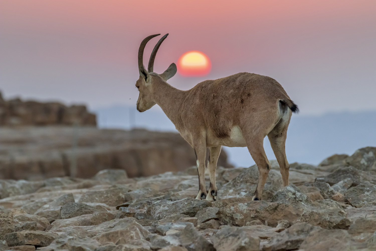 wildlife, animals, ibex, israel, desert, rocks, Nikolay Tatarchuk