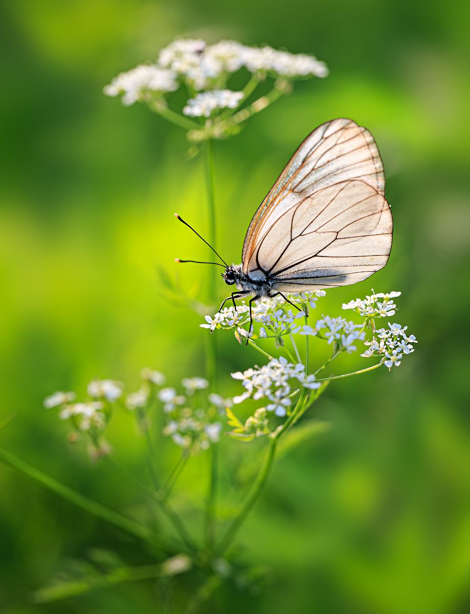 насекомые, бабочка, белянка, боярышница, цветок, лето, Борис Новиков