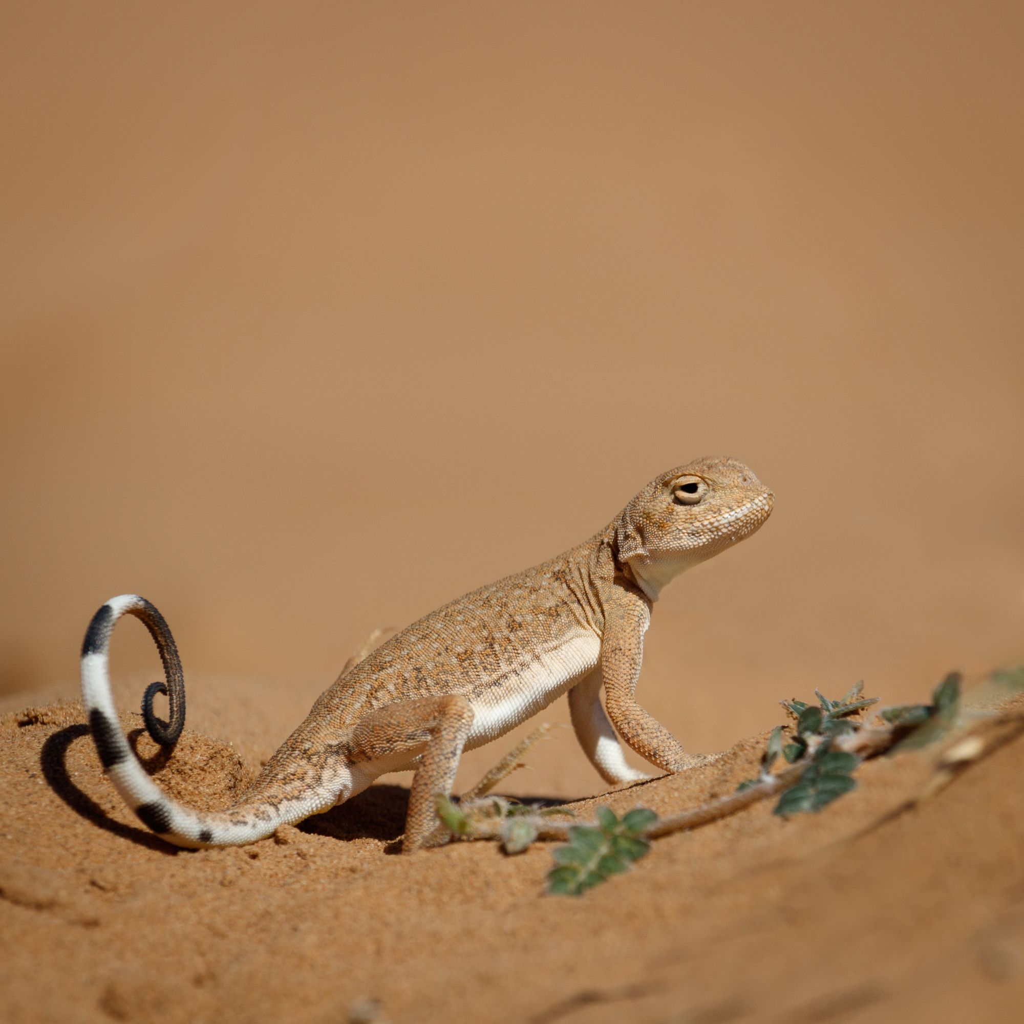 Phrynocephalus guttatus, круглоголовка, круглоголовка-вертихвостка, ящерица, пресмыкающиеся, рептилии, Сыч Римма