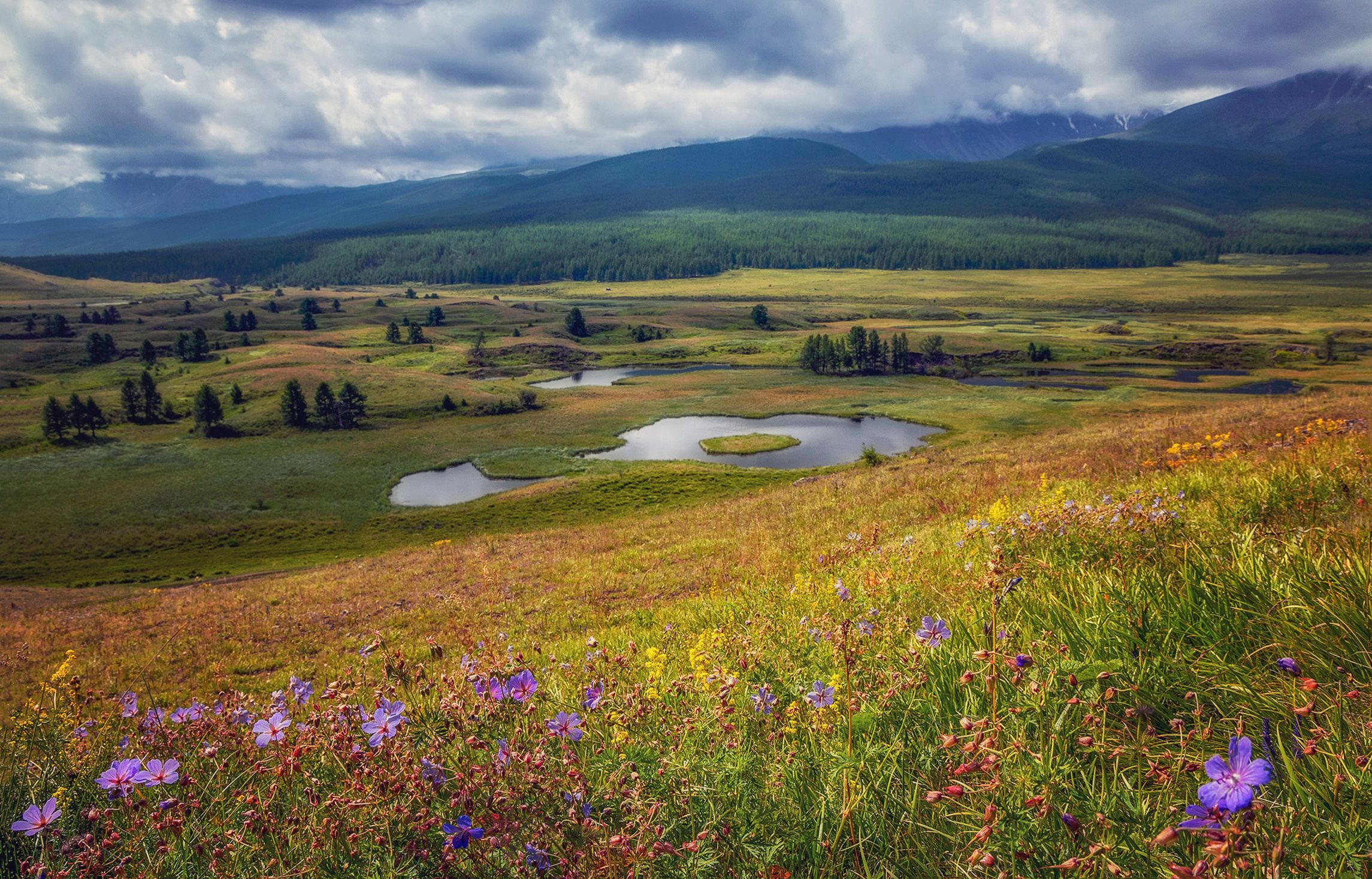 горный алтай,лето,плато ёштыколь,озеро,цветы, Lora Pavlova