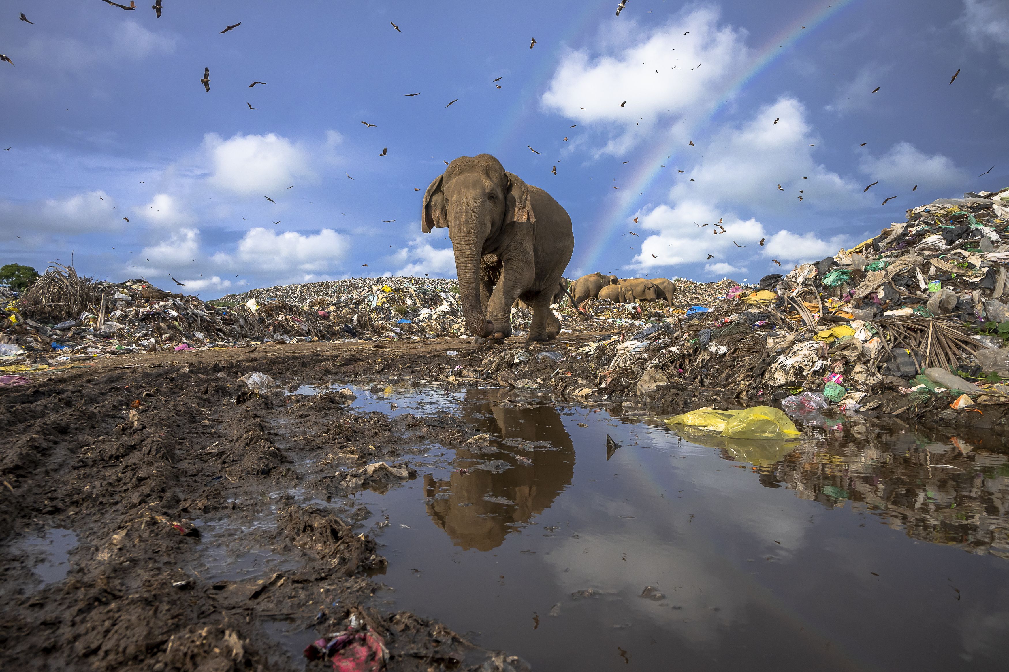 wildlife, nature, srilanka, jazif, reportage, issue, elephant, waste, Ahamed Jazif