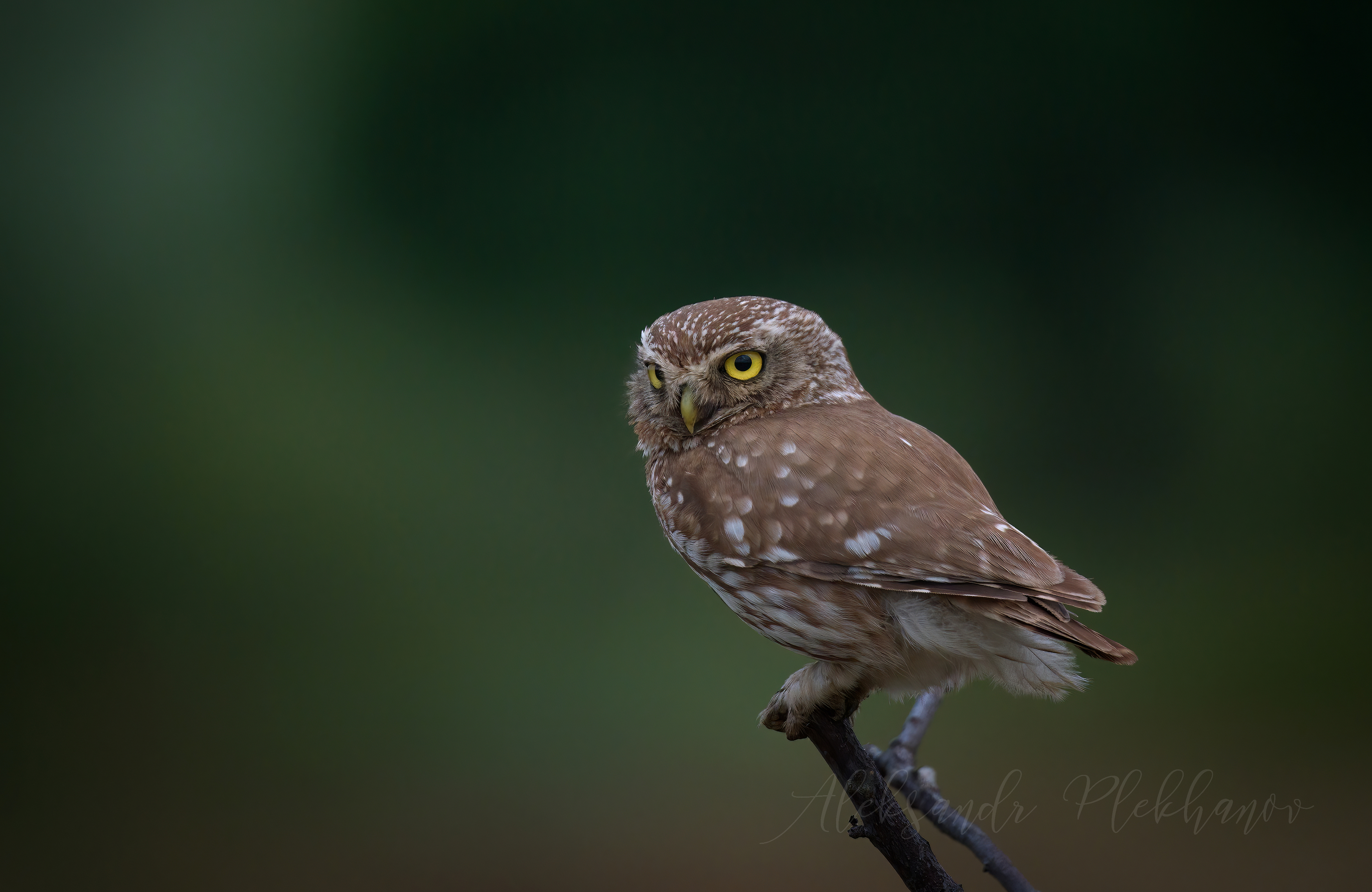 ,little owl,, Плеханов Александр