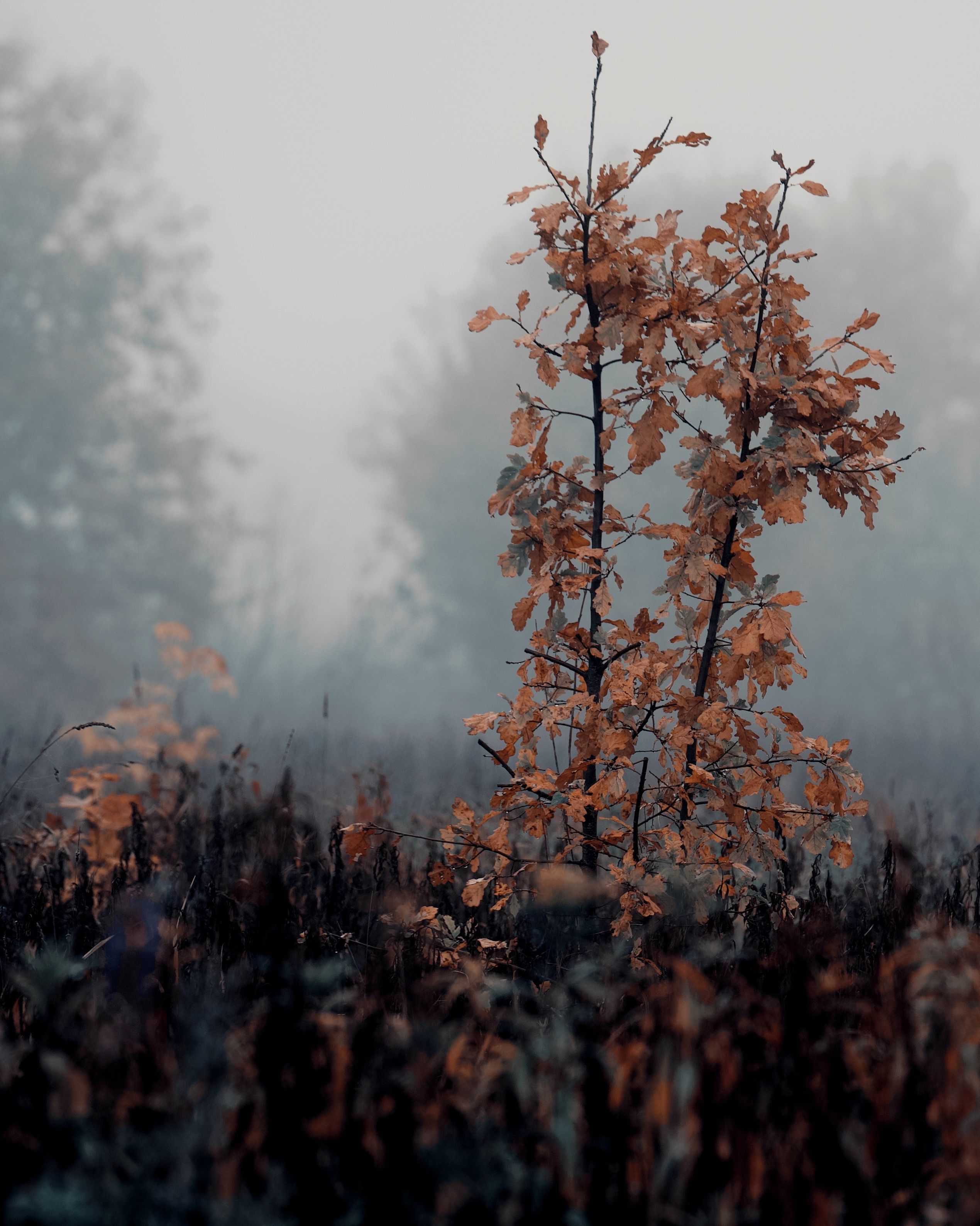 туман, осень, листья, Колобаев Глеб