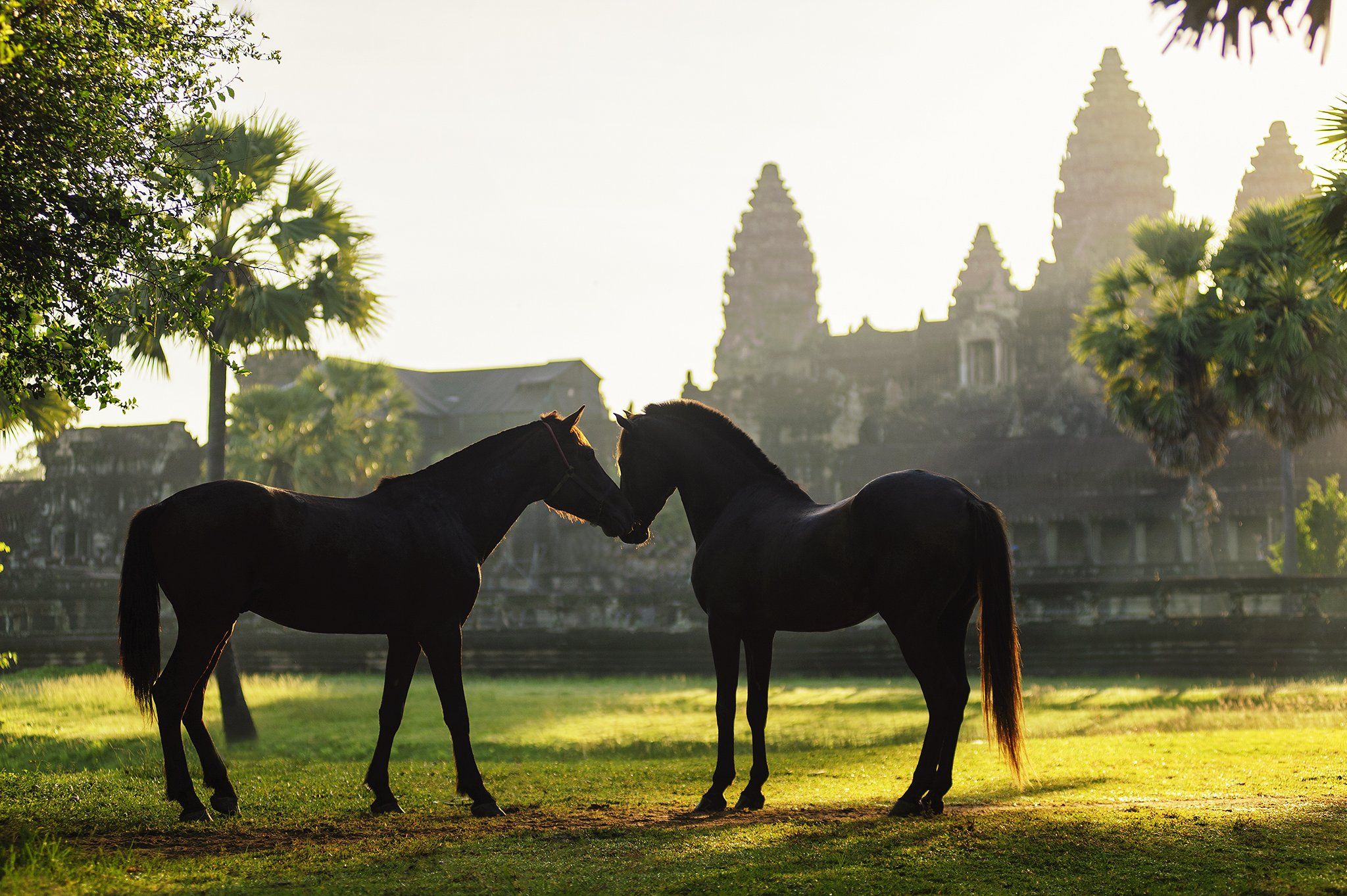 Angkorwat, Animals, Asia, Asian, Heritage, Horse, Light, Moment, Sunlight, Saravut Whanset