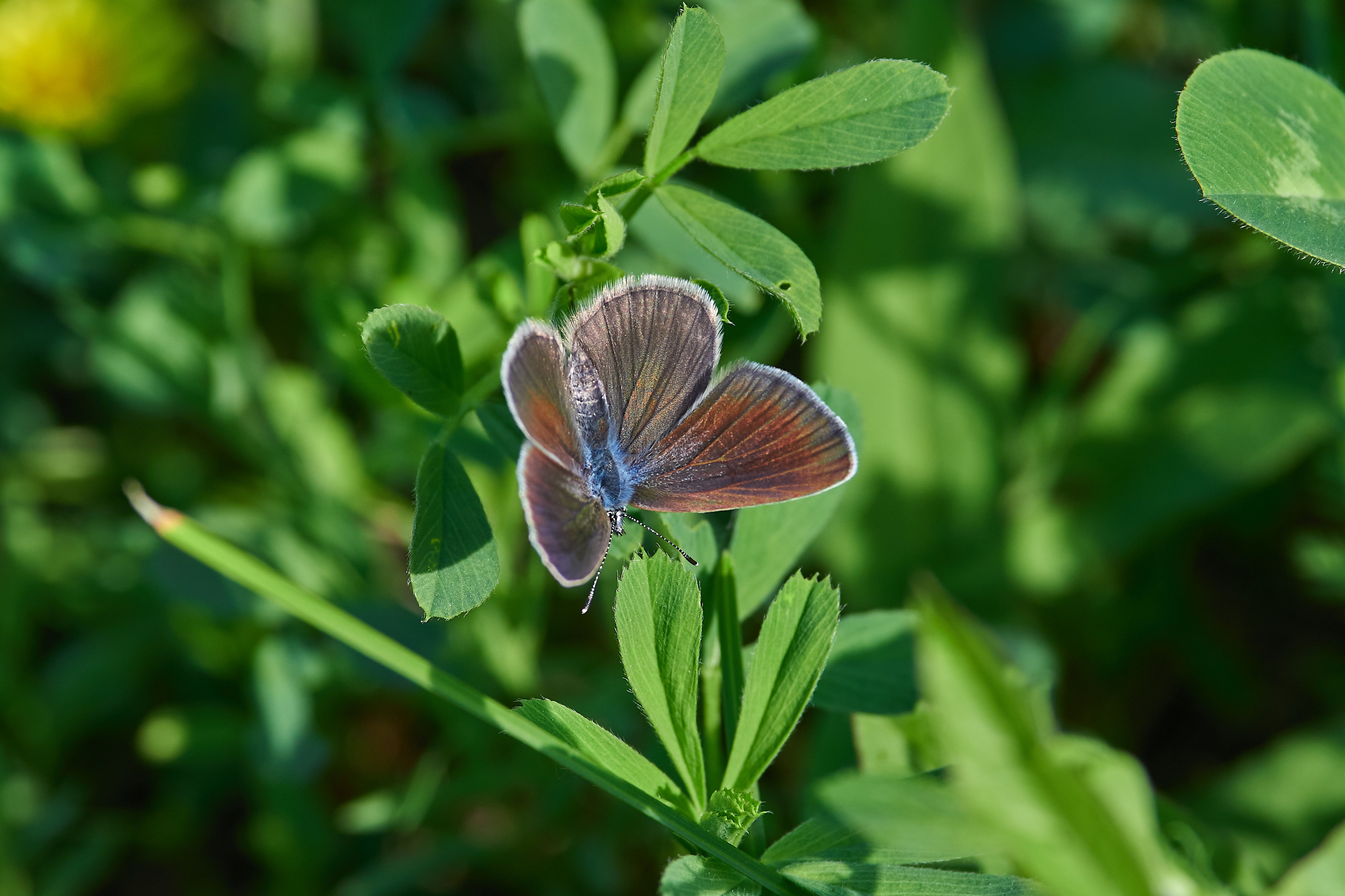 buttefly, volgograd, russia, wildlife,, Сторчилов Павел