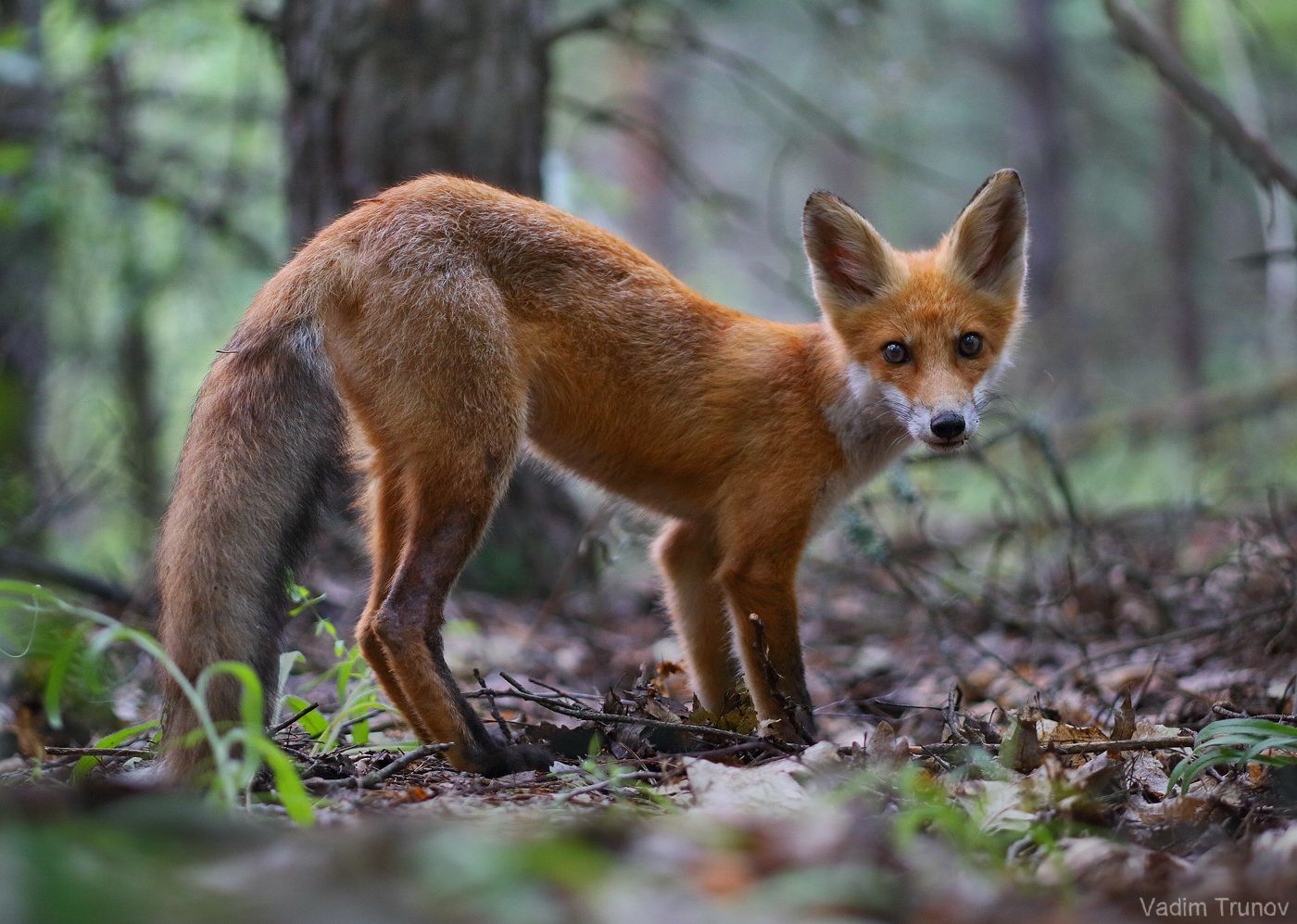 лисёнок, лиса, fox, Вадим Трунов