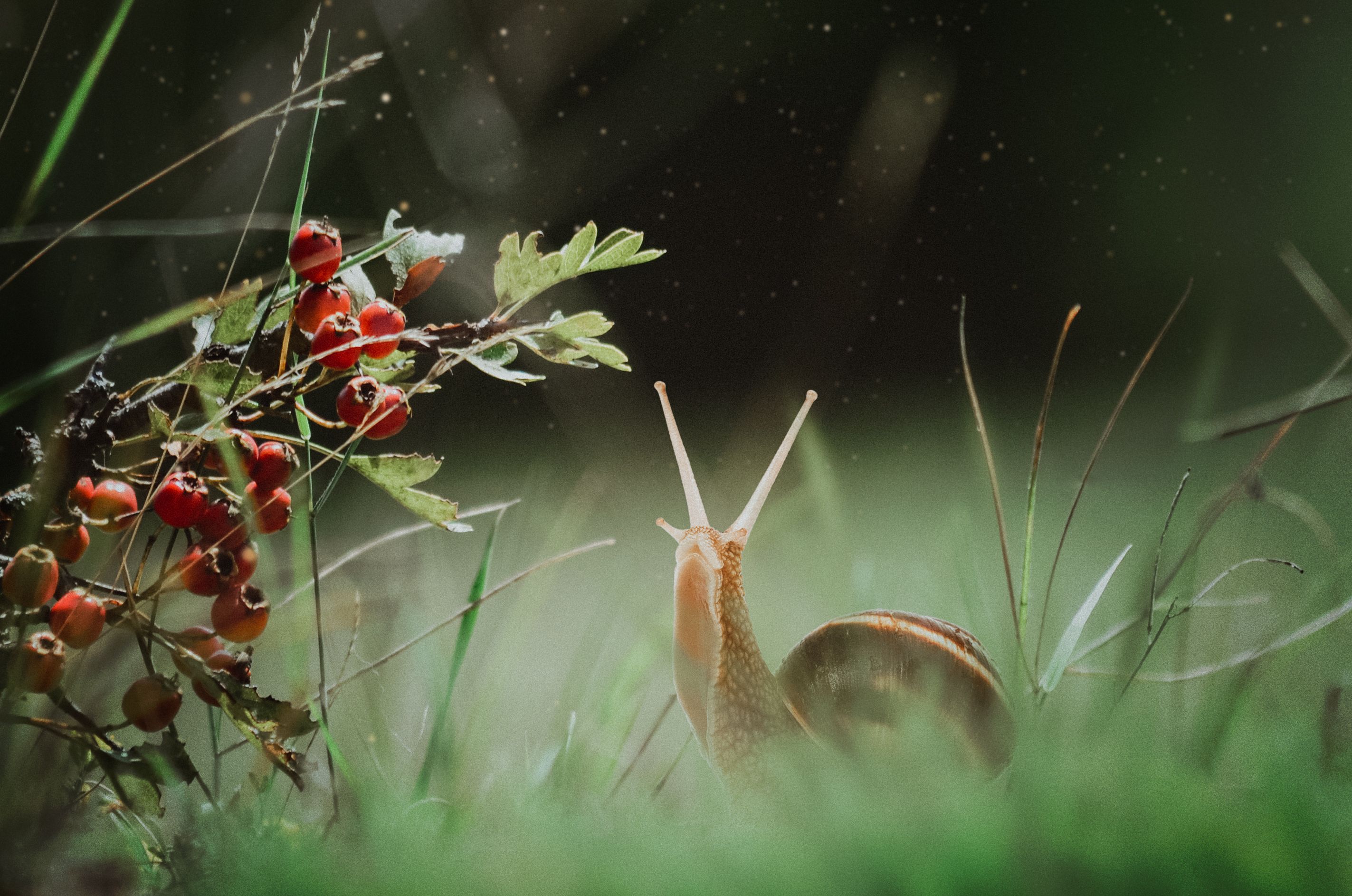 snail, nature, macro, fairytale, Александра Александрова