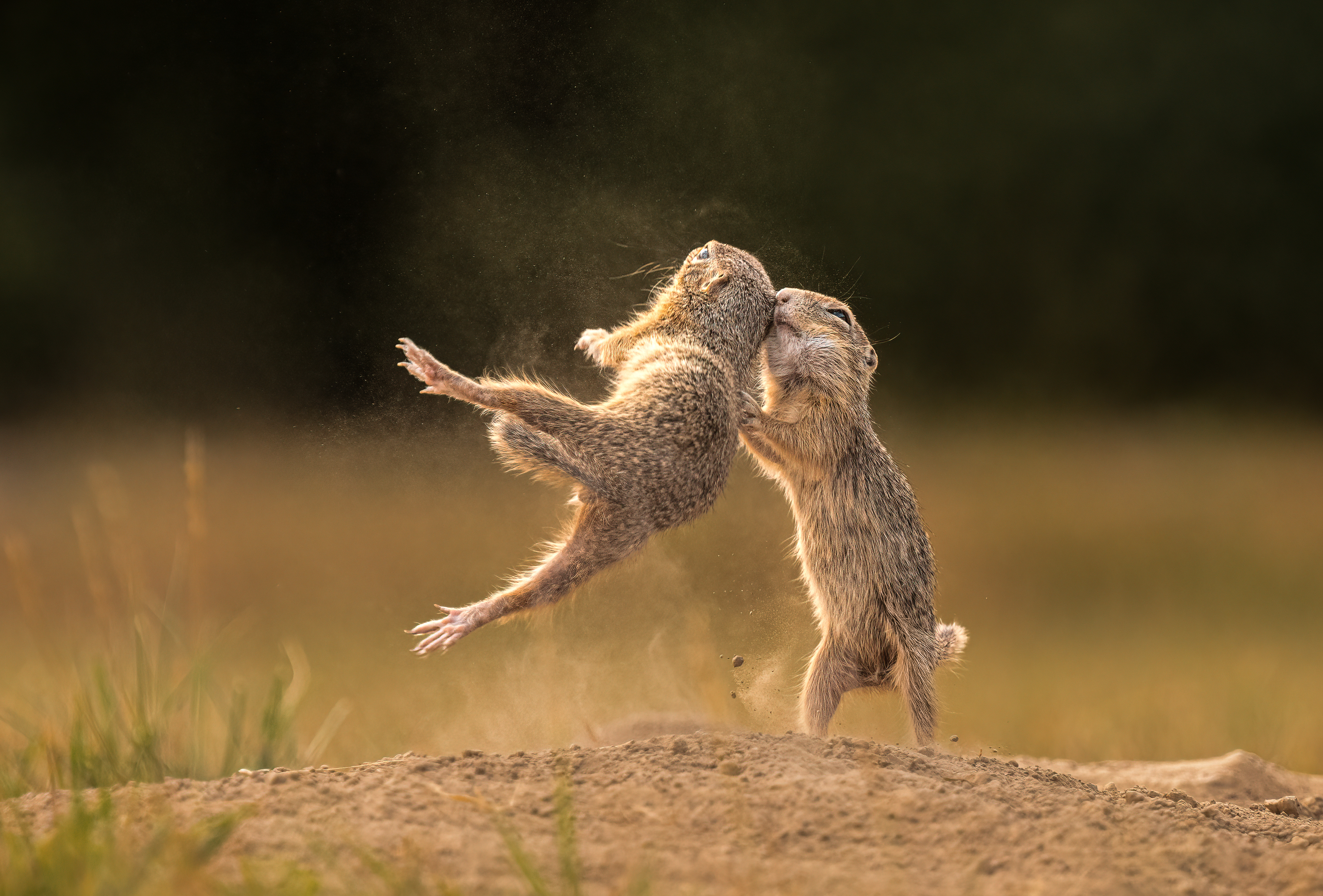 #groundsquirrel #fight #funny #comedy #nature #animals , Tímea Ambrus