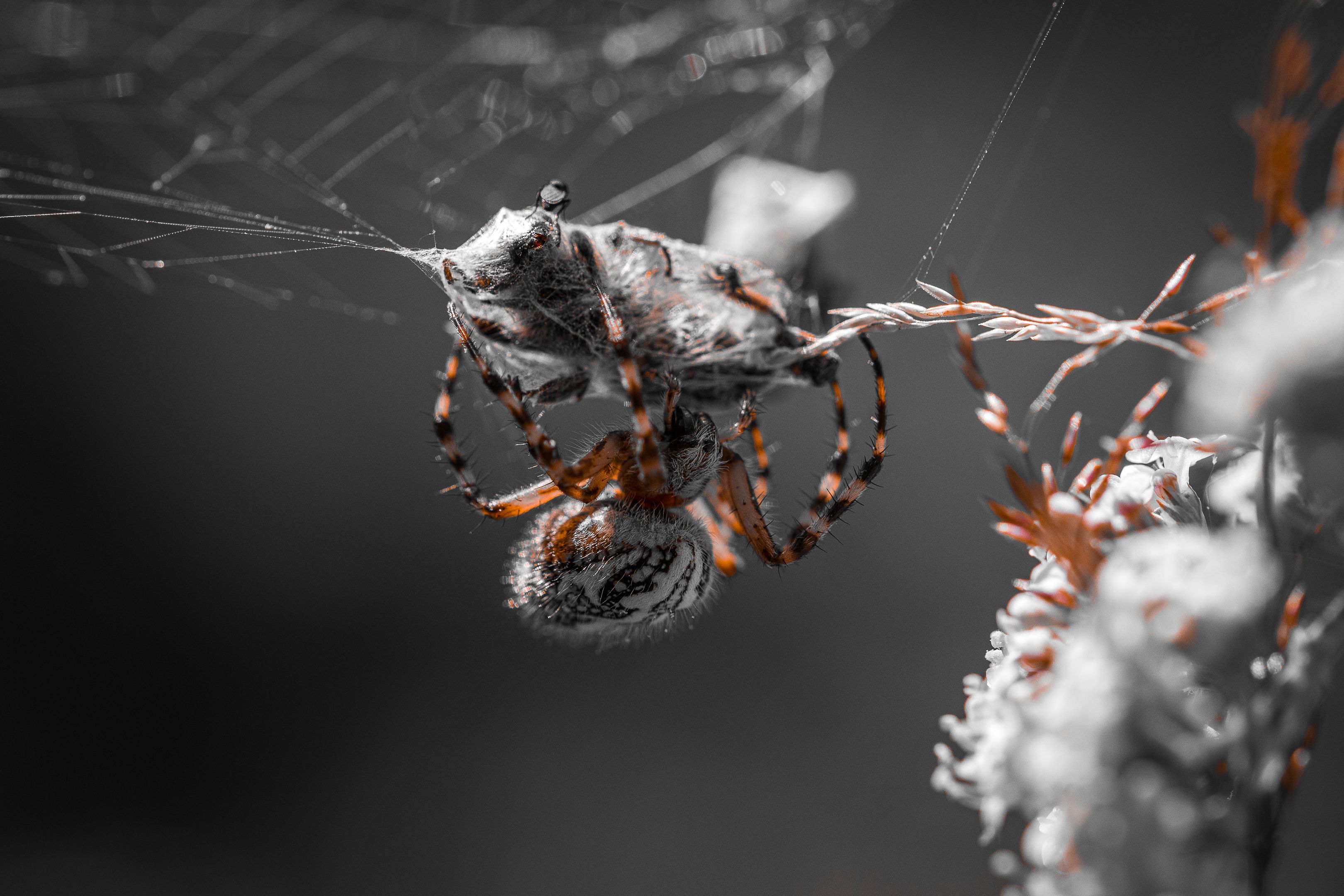 macro spider wep, Dmitrijs Rjabcevs