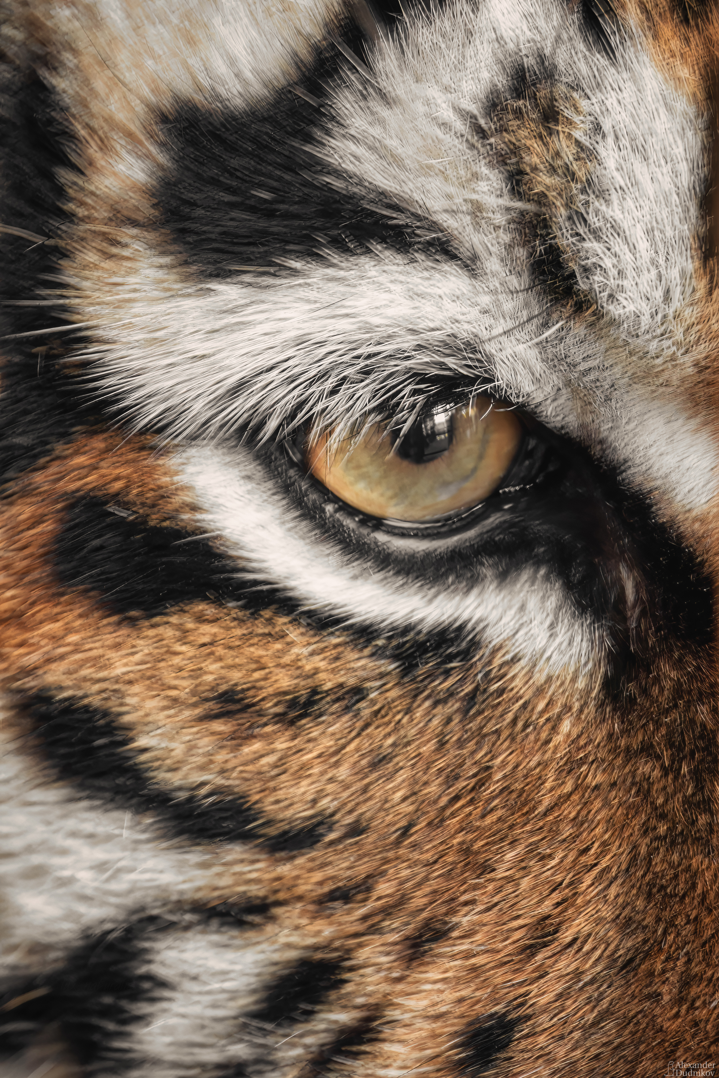 тигр, животные, млекопитающие, портрет животного, animal portrait, tiger, mammals, animals, Дудников Александр