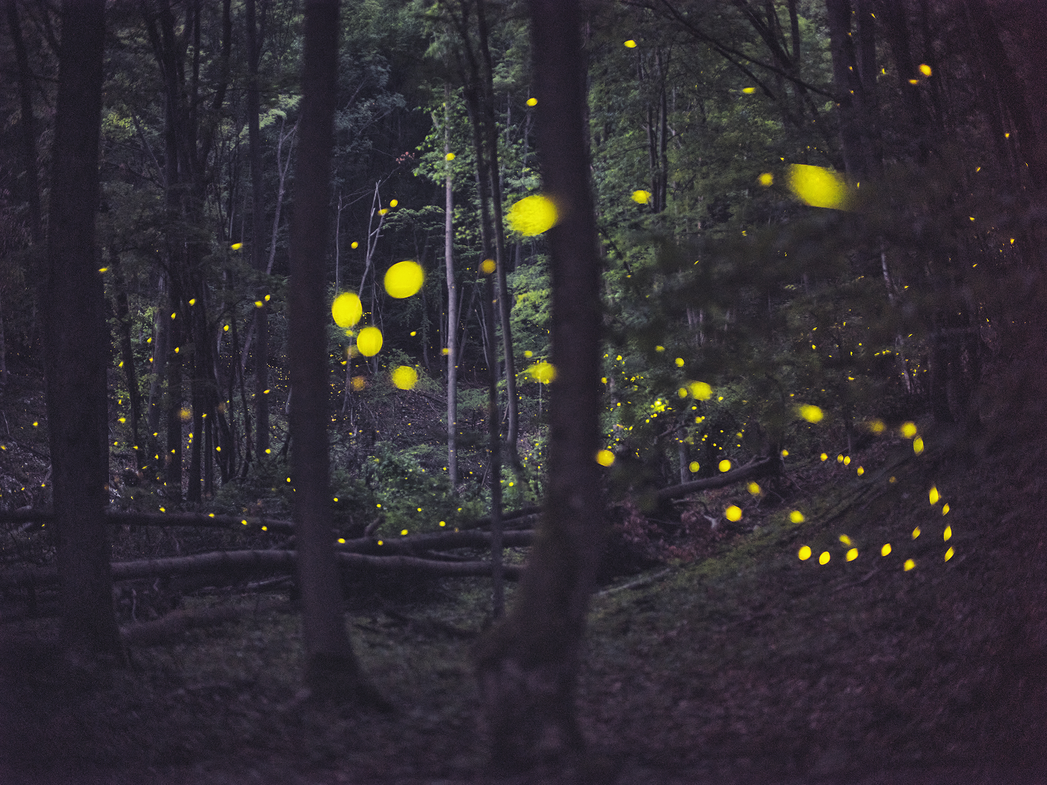 fireflies, Vasilev Kris