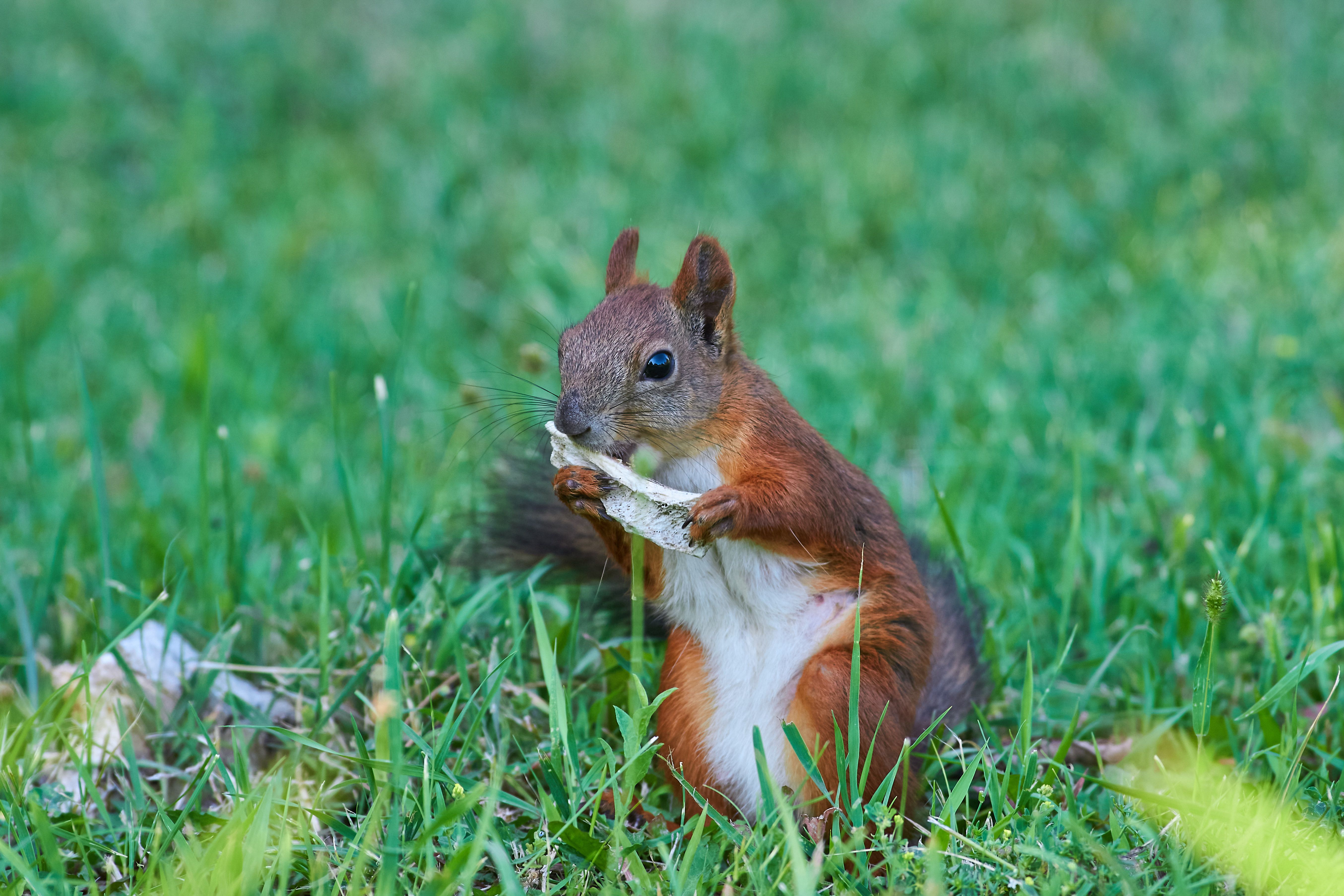 Sciurus vulgaris, volgograd, russia, wildlife,, Сторчилов Павел