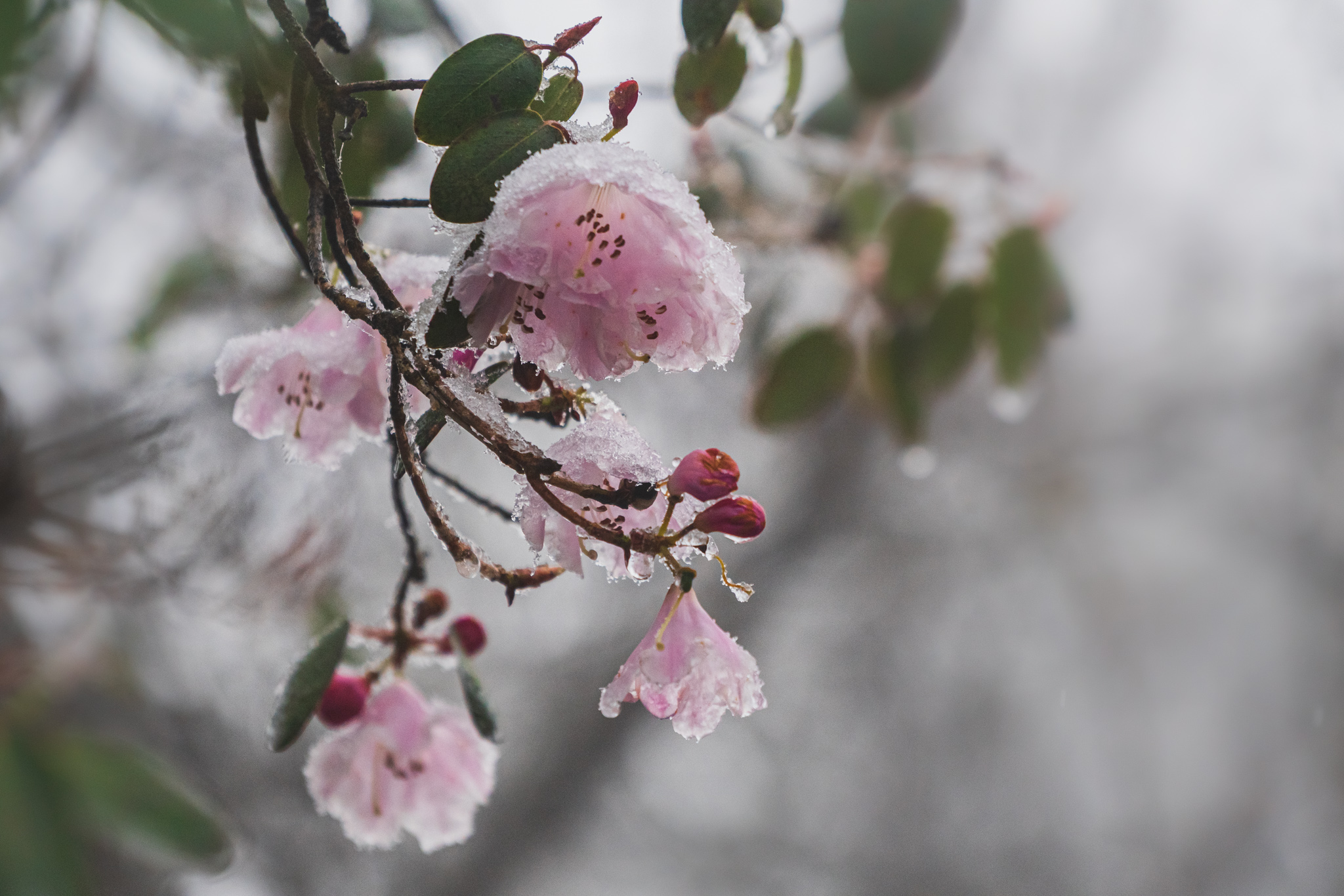 pink flowers, ice-covered flowers, frozen blossoms, fresh flowers in ice, ice-glazed fruit tree, glacier-covered branches, frosty pink blossoms, frozen flower buds, icy spring blooms, fruit tree ice capture, ice-encased foliage, winterized floral beauty,, Druz Denys