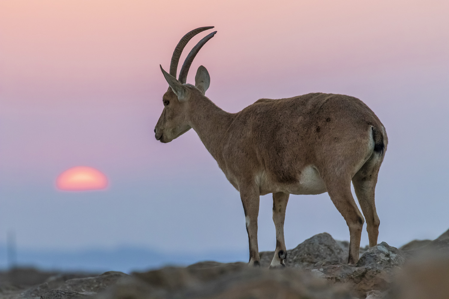 animals, desert, wildlife, israel, ibex, Nikolay Tatarchuk
