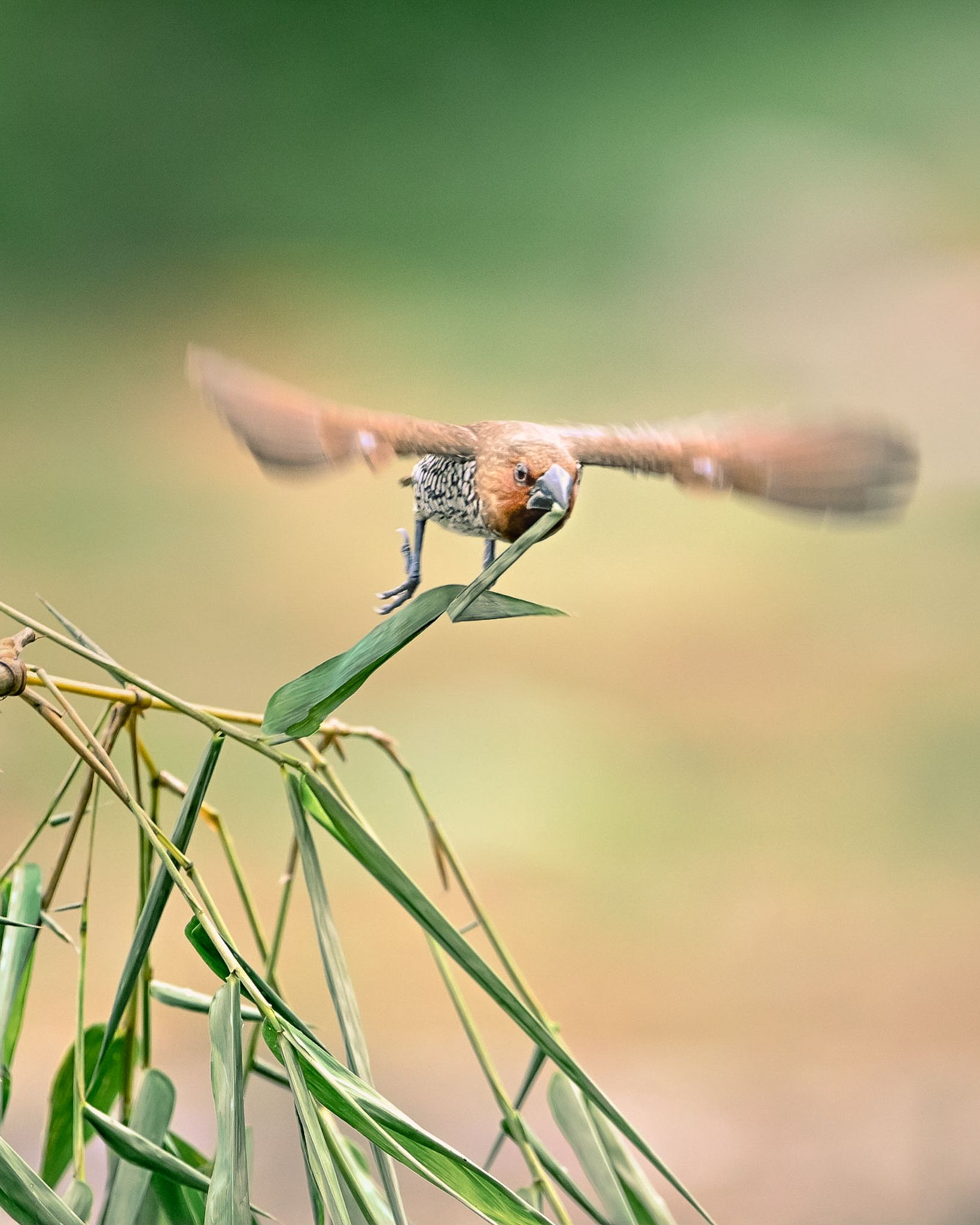 wildlife, nature, srilanka, bird, jazif,  Ahamed Jazif