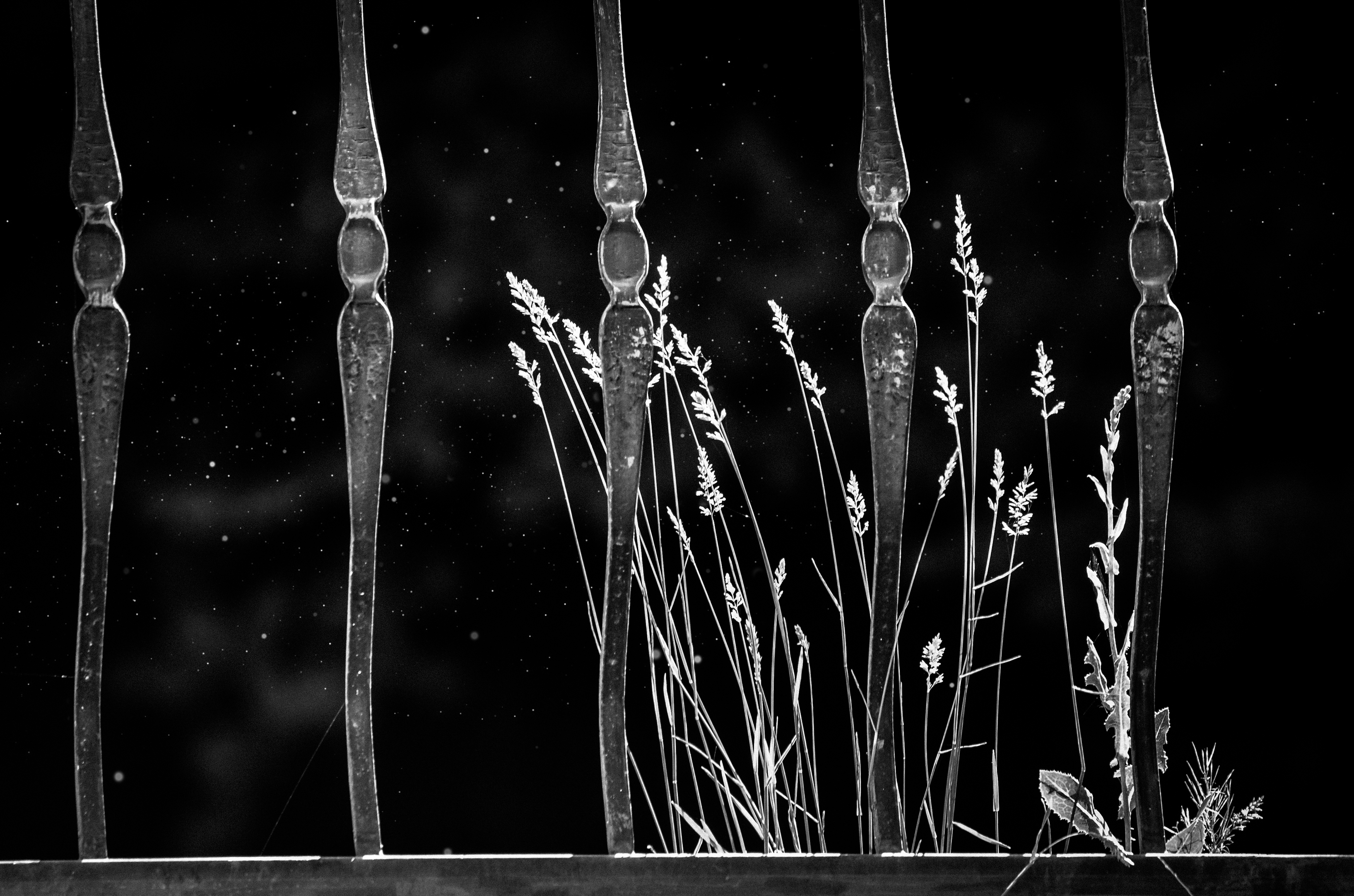 nature, monochrome, black and white, grass, silhouette, sun,, Александрова Александра
