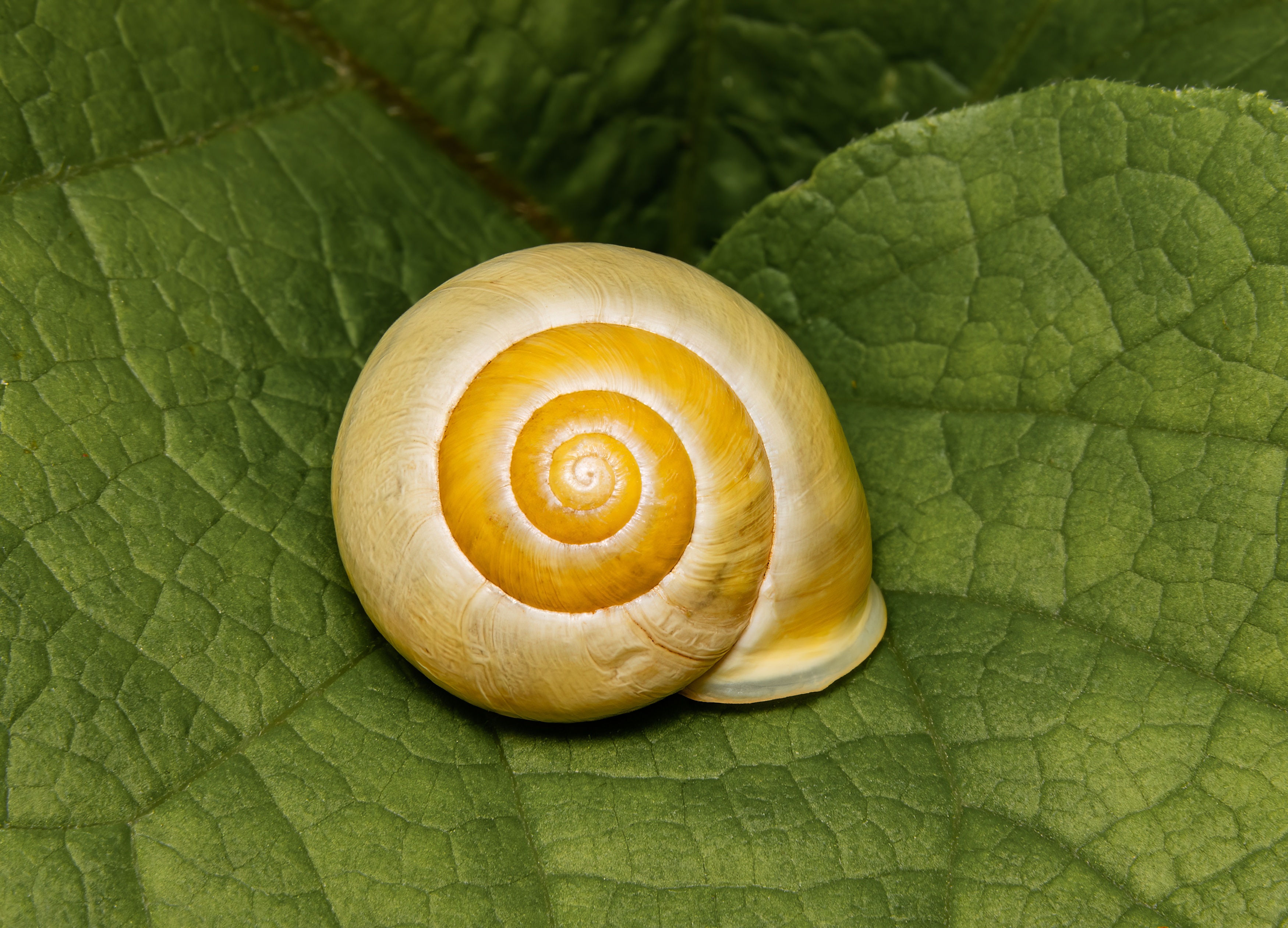 snail, nature, mollusc, gastropod,, Stephane