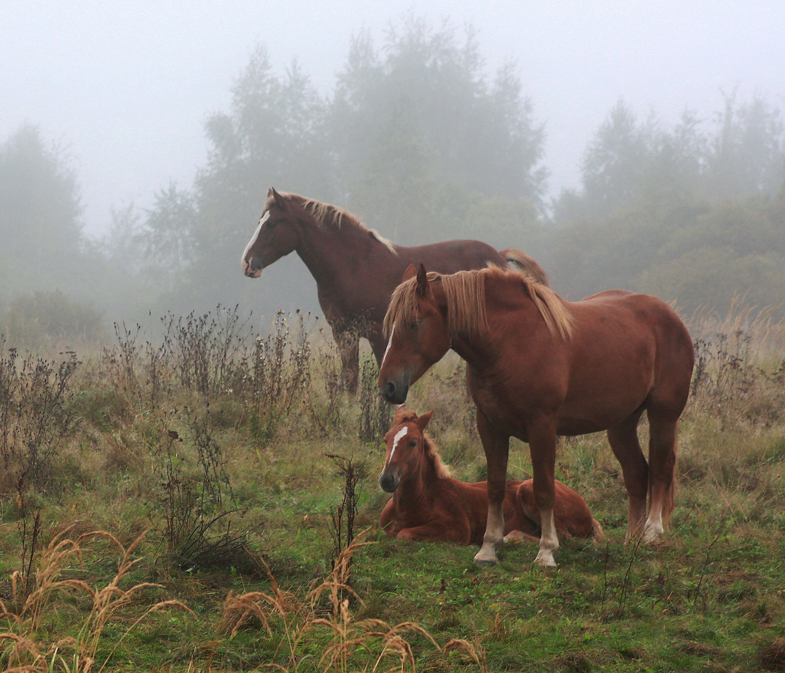 лошади, осень, туман, Александр Свистков