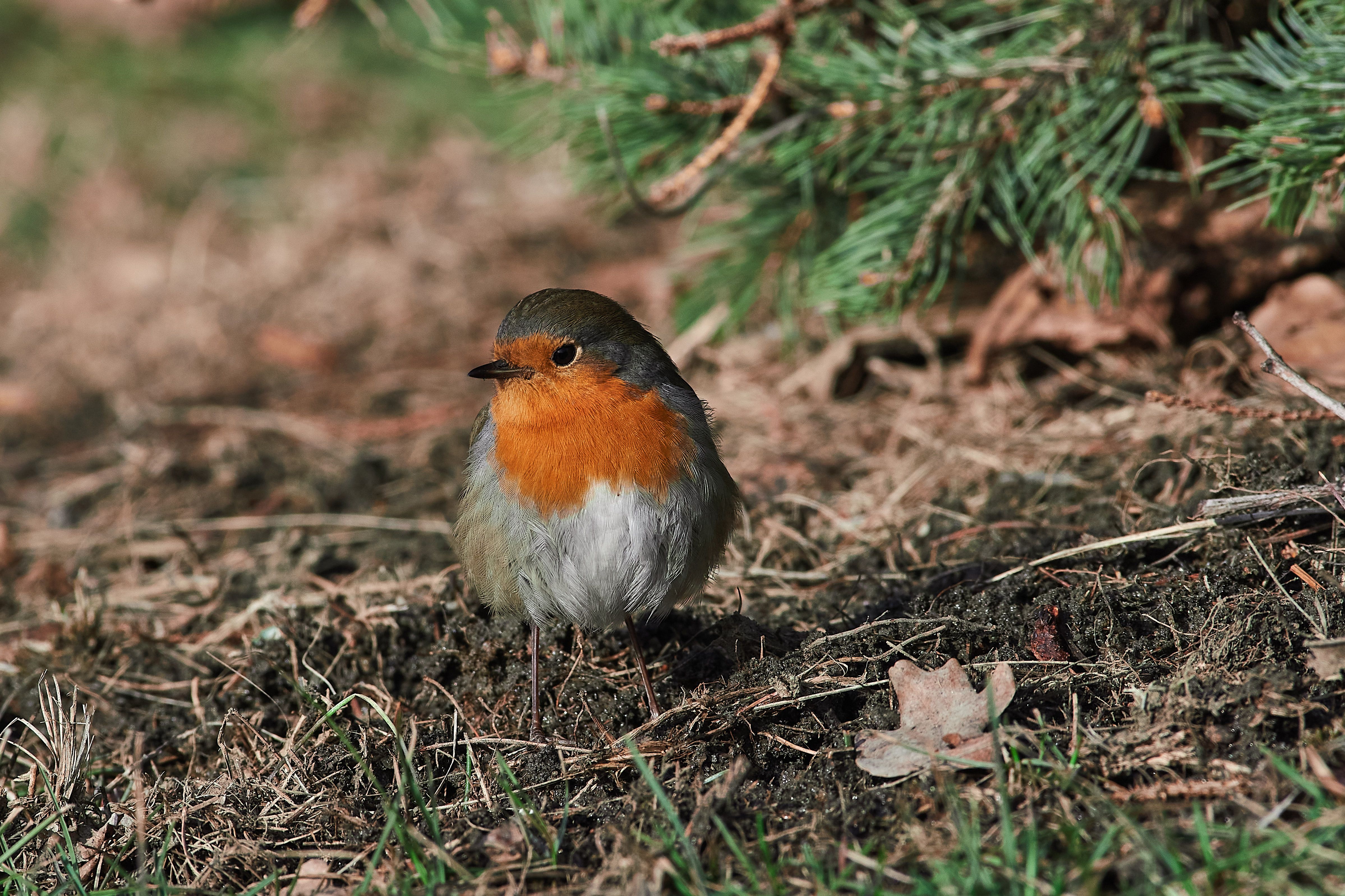 Erithacus rubecula, bird, birds, birdswatching, volgograd, russia, , Сторчилов Павел