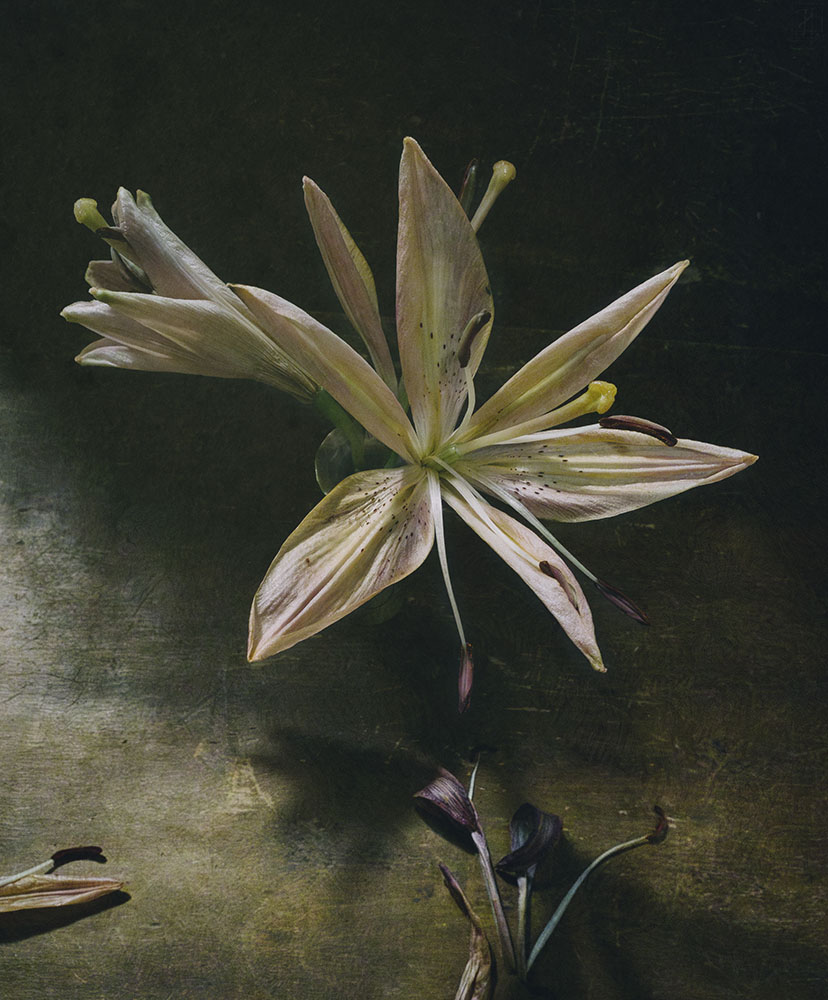 цветок, лилия, желтая, одна, стол, деревянный, сумерки, текстура, Игорь Токарев
