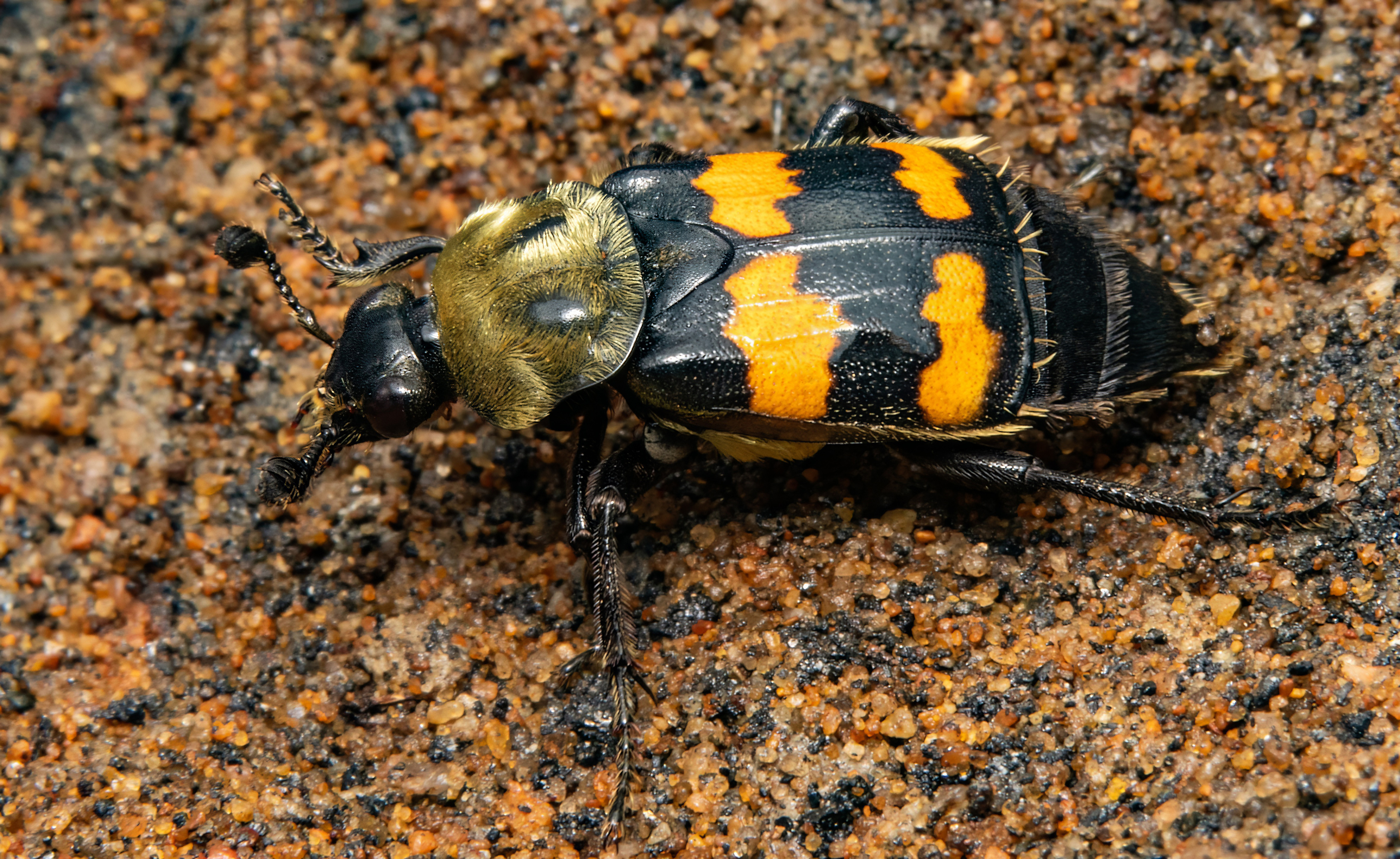 beetle, coleoptera, nature, insect, insectphoto, insectmacro, macrophoto, macrophotography, enthomology, Stephane