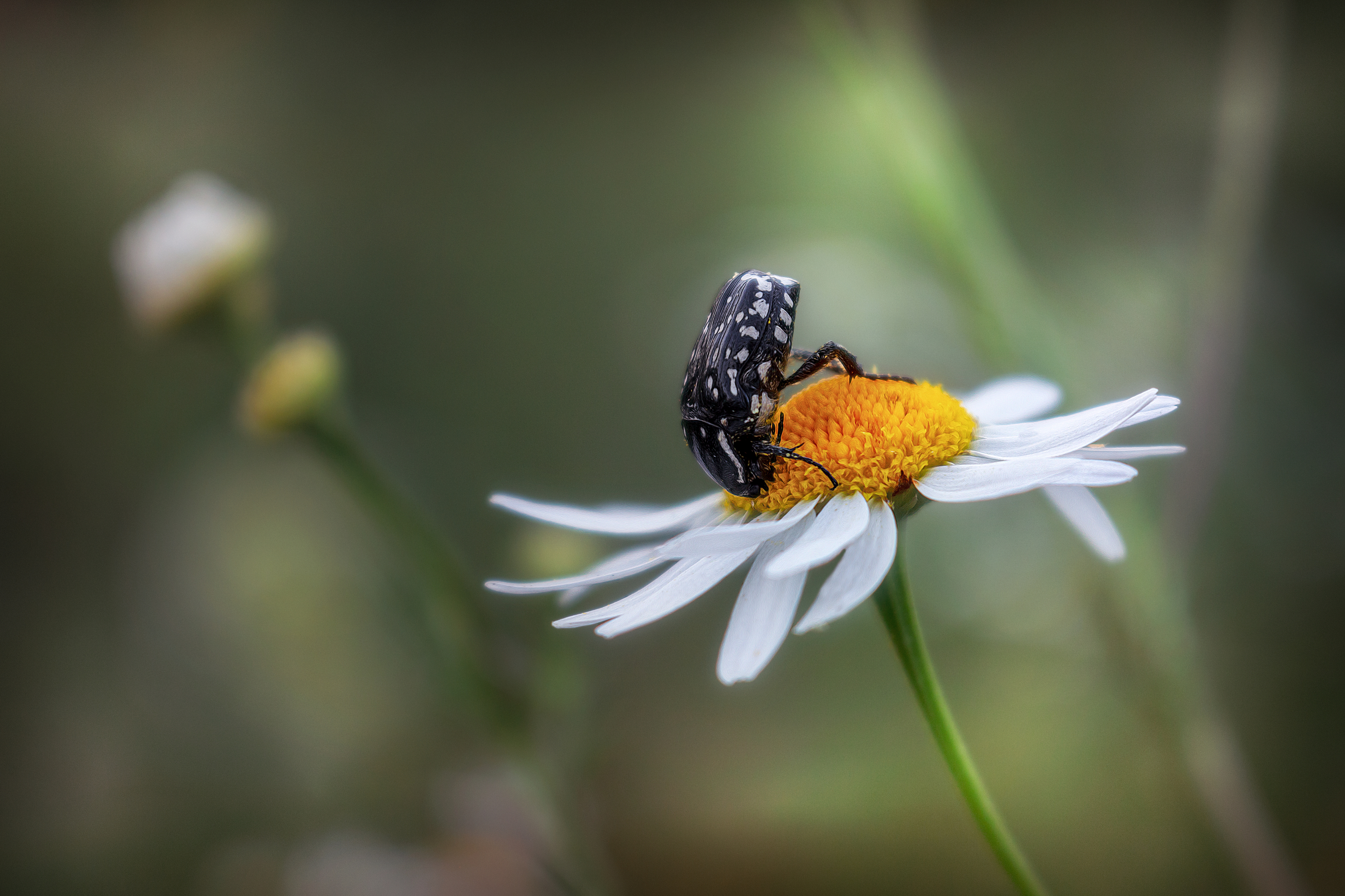 жук цветок ромашка природа лето, Еремеев Дмитрий