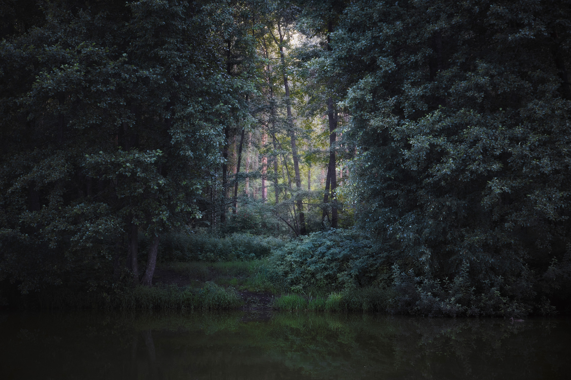 отражения, лес, озеро, деревья, Валерий Вождаев