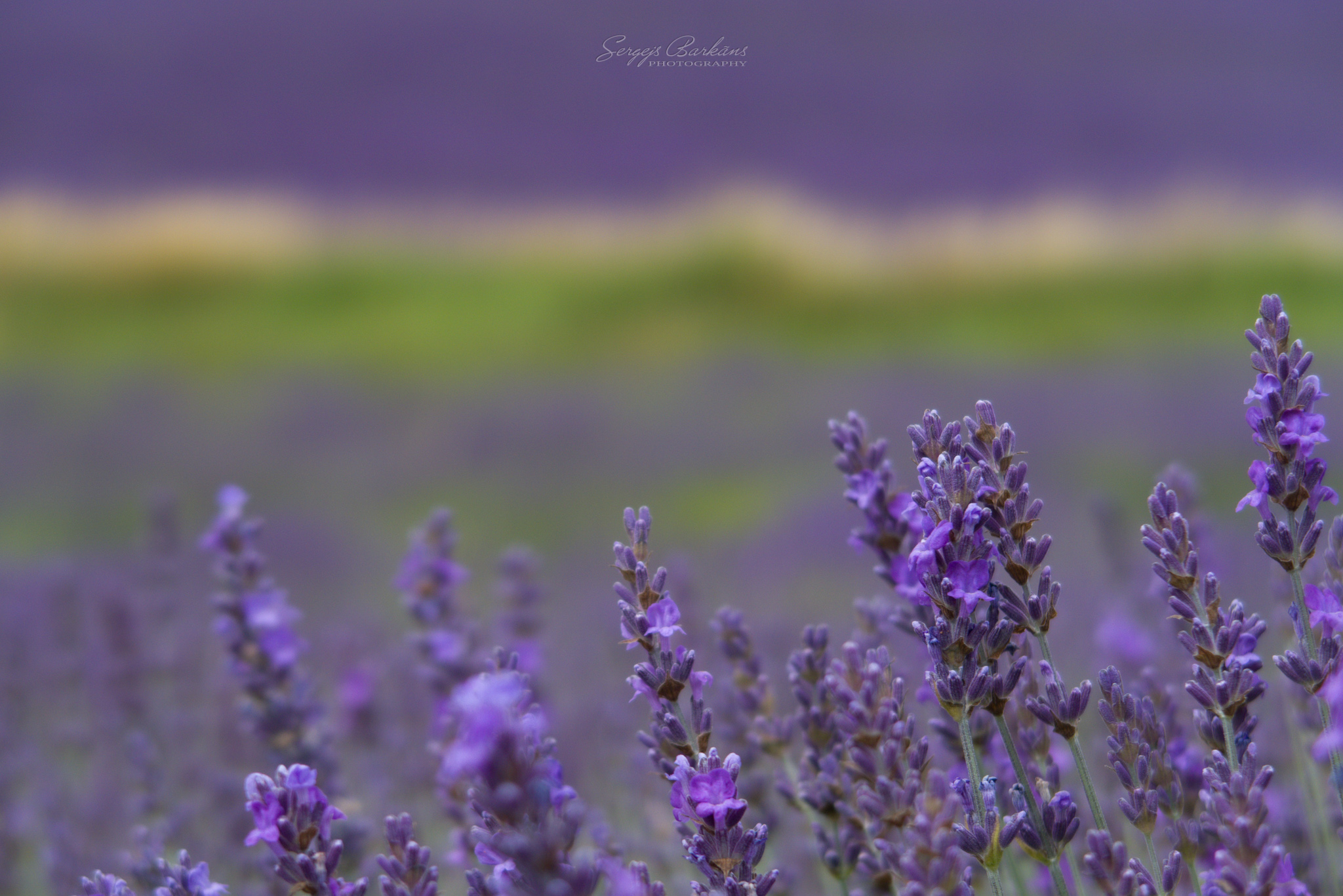 #lavender #field #lordington #england #uk #flowers, Sergejs Barkans