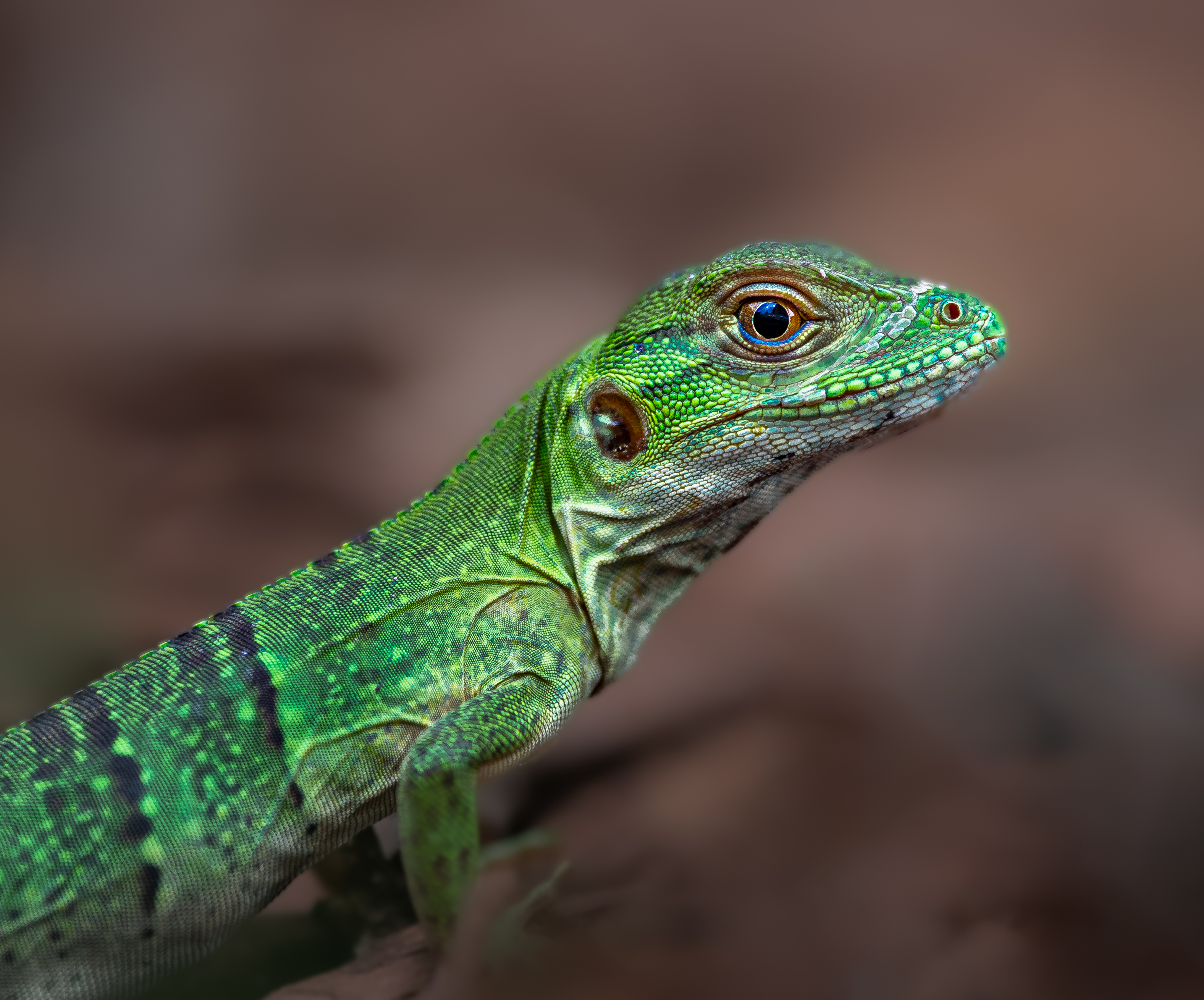 lizard, chameleon, reptile, flower, macro, sunrise, sunset, closeup,, Atul Saluja