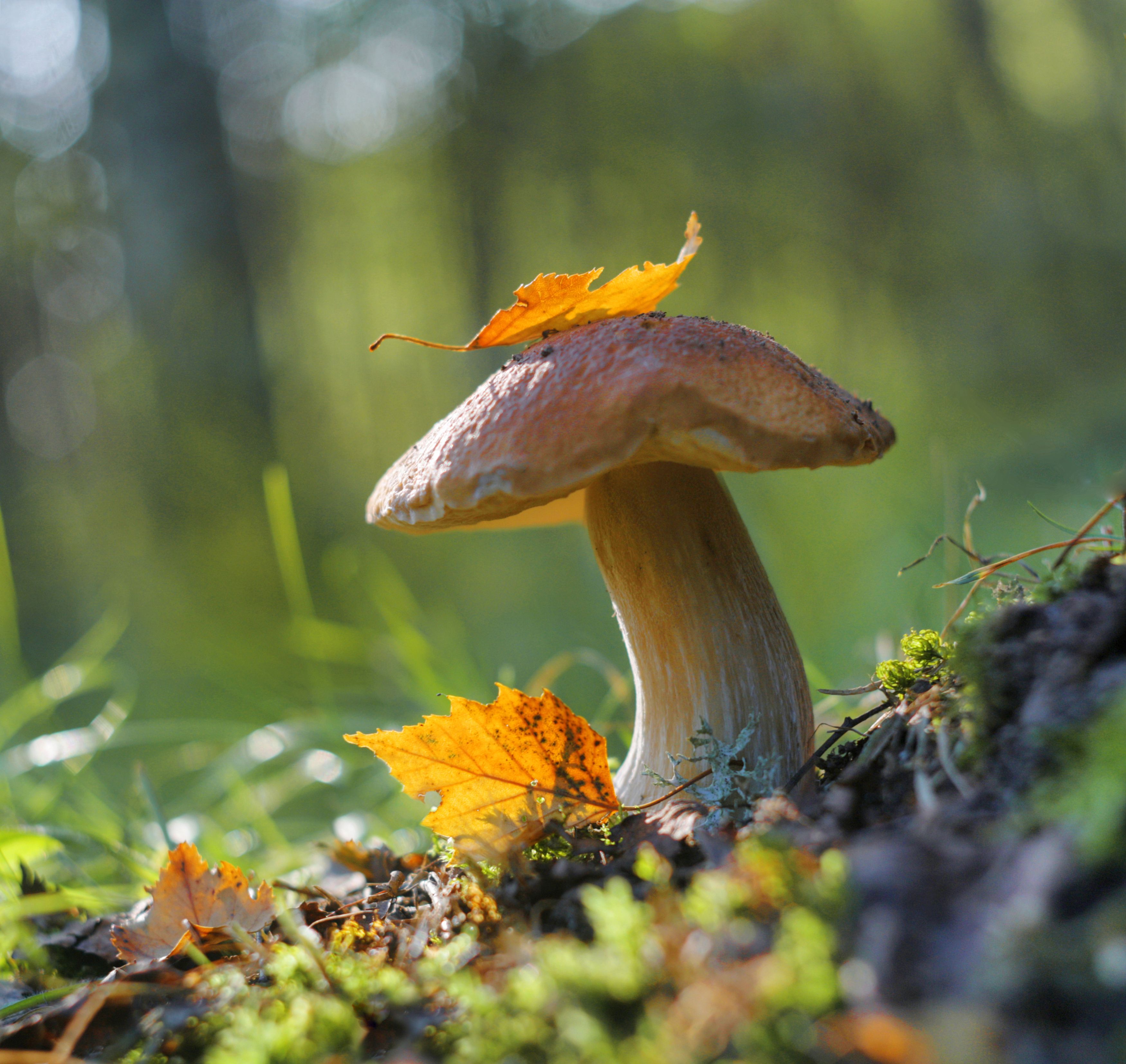грибы, лес, Александр Свистков