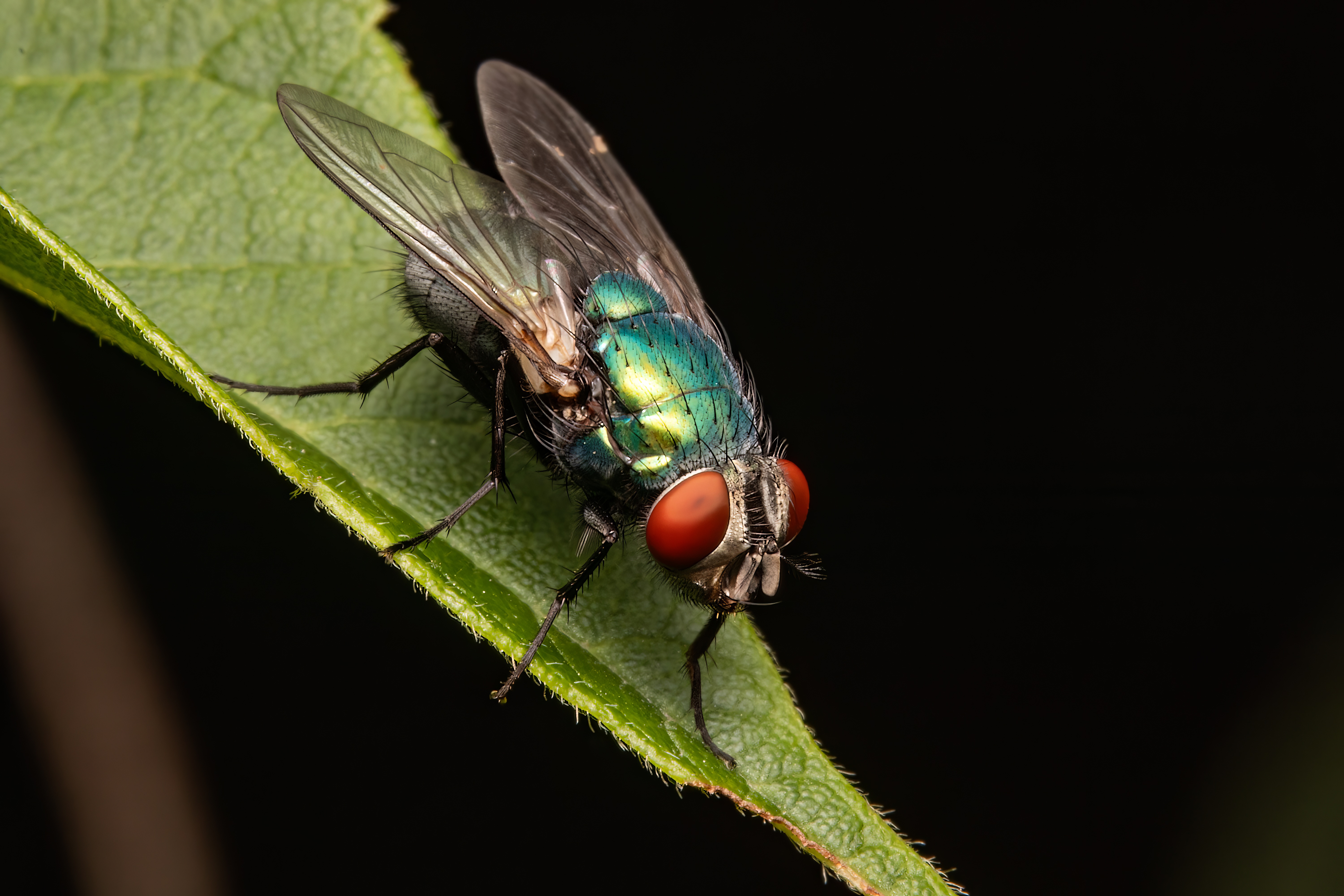 fly, diptera, insect, insectphoto, insectmacro, insectlovers, macrophoto, macrophotography, nature, enthomology, Stephane