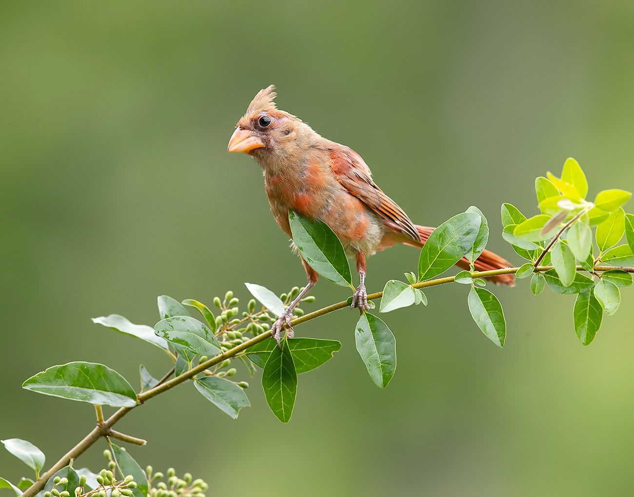 красный кардинал, northern cardinal, cardinal,кардинал, Etkind Elizabeth