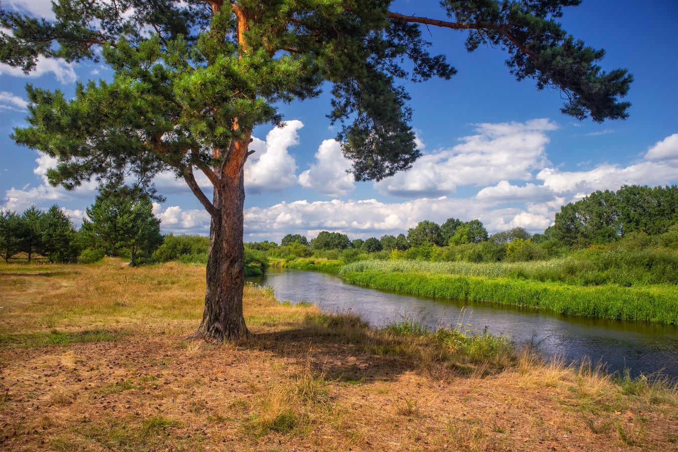 лето, река, деревья,, Сергей Шабуневич