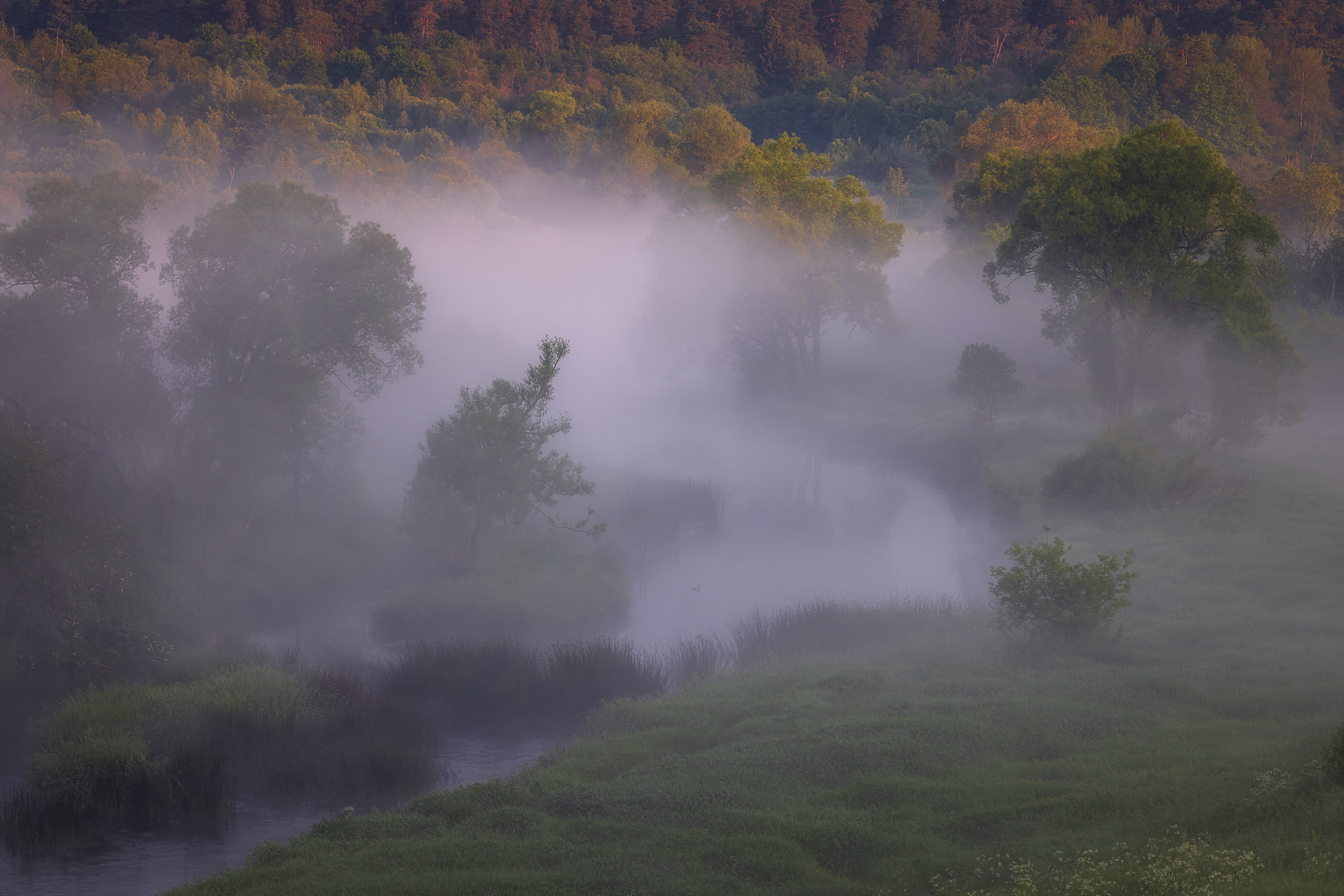 утро туман природа пейзаж россия подмосковье дерево река, Anya Yukhova