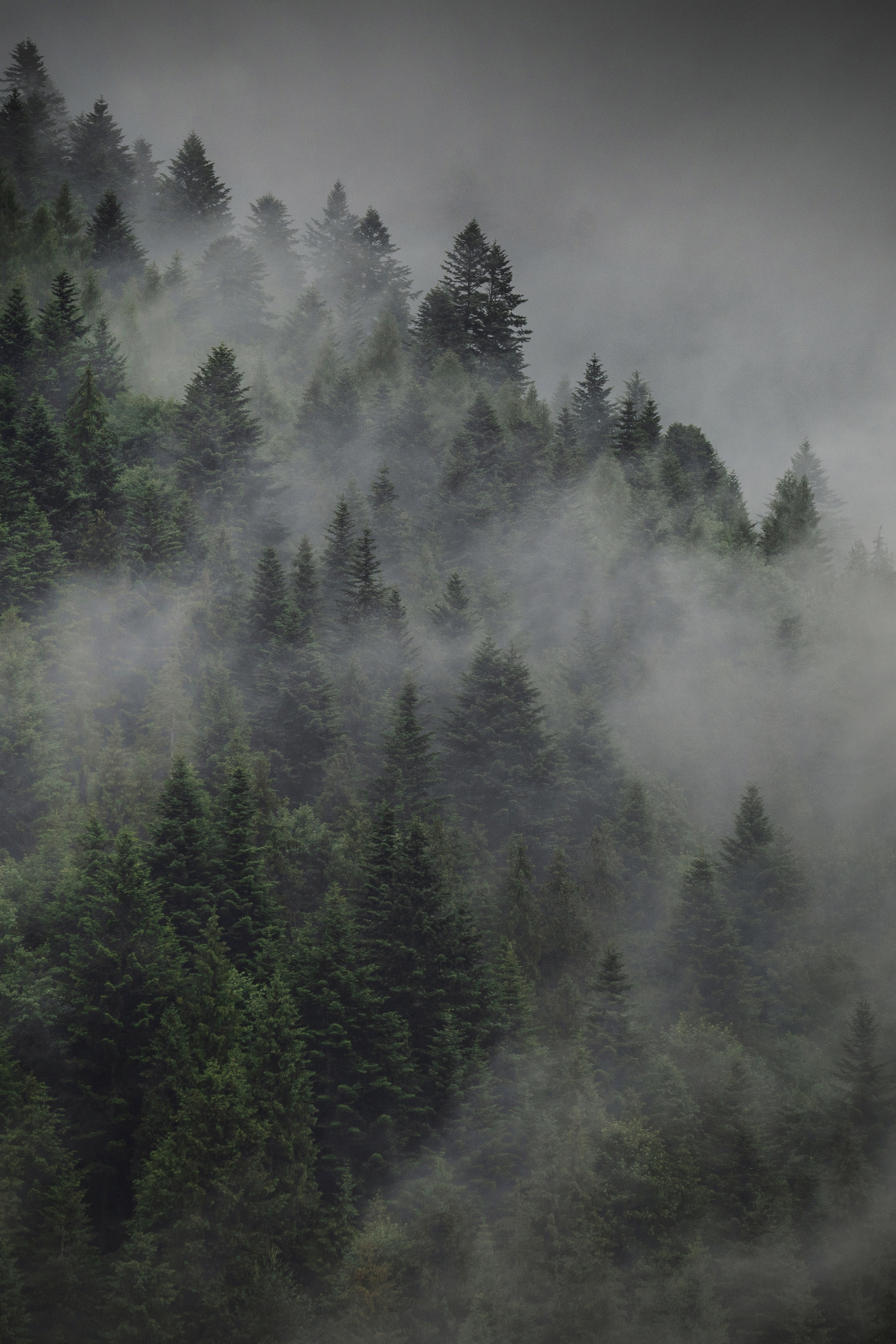 Fog, Nature, Forest, Tree, Day, Pine, Landscape, Pieniny, Landscape, Poland, Moutains, Damian Cyfka