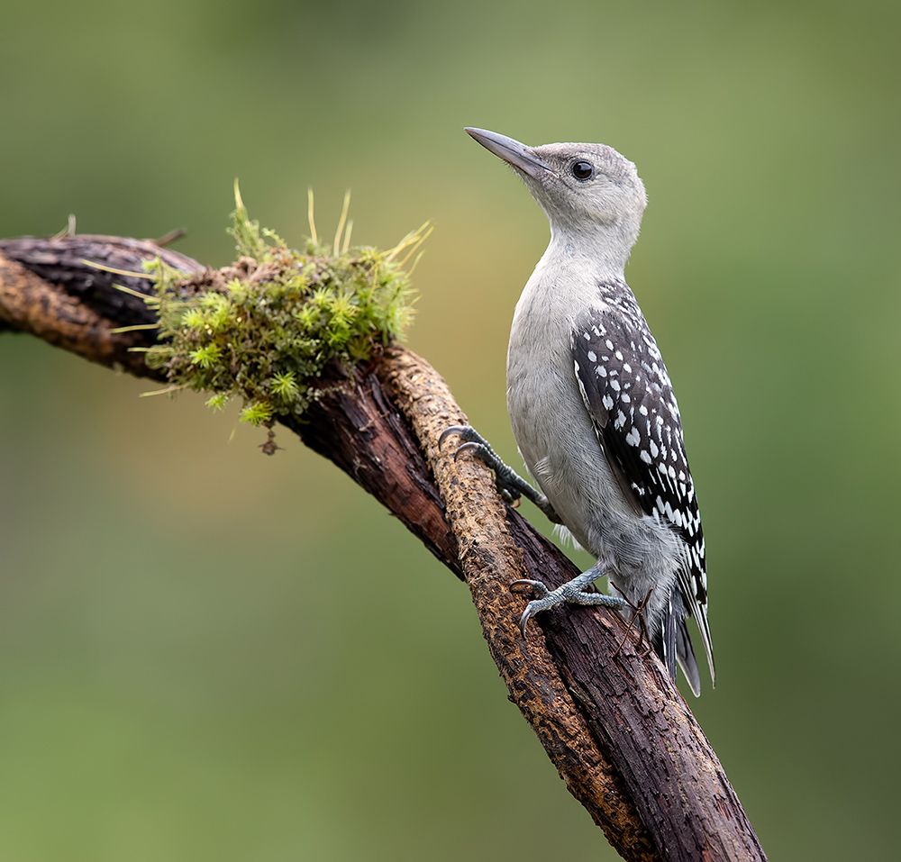 дятел, каролинский меланерпес, red-bellied woodpecker, woodpecker, Etkind Elizabeth