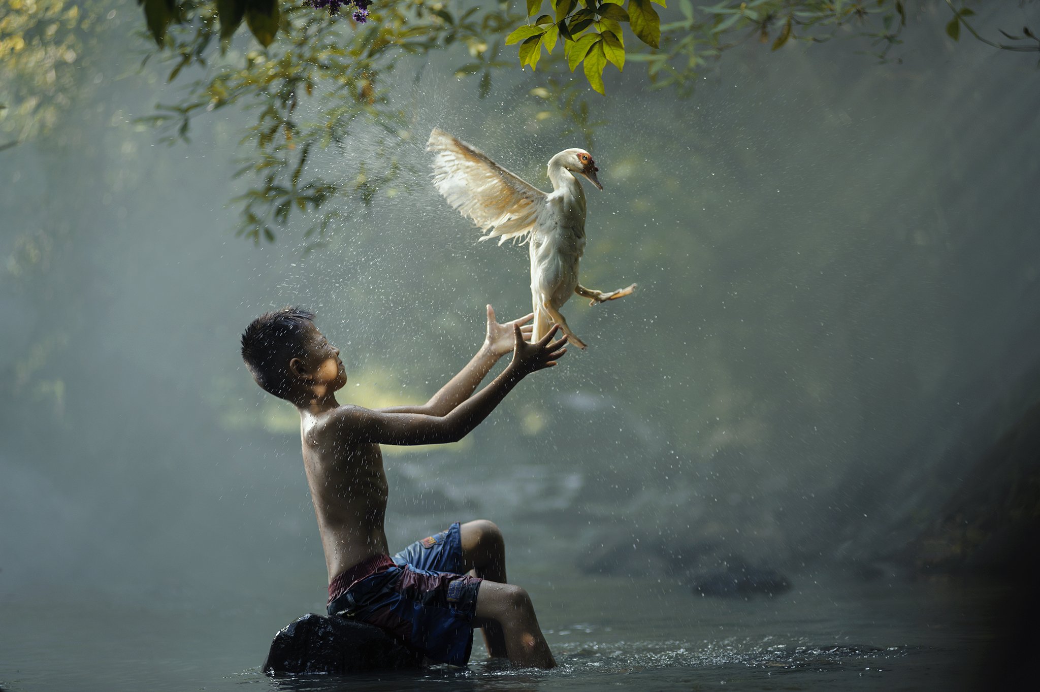 Action, Animals, Asia, Asian, Boy, Child, Children, Duck, Fun, Green, Life, Lucky, River, Water, Waterfall, Wildlife, Saravut Whanset