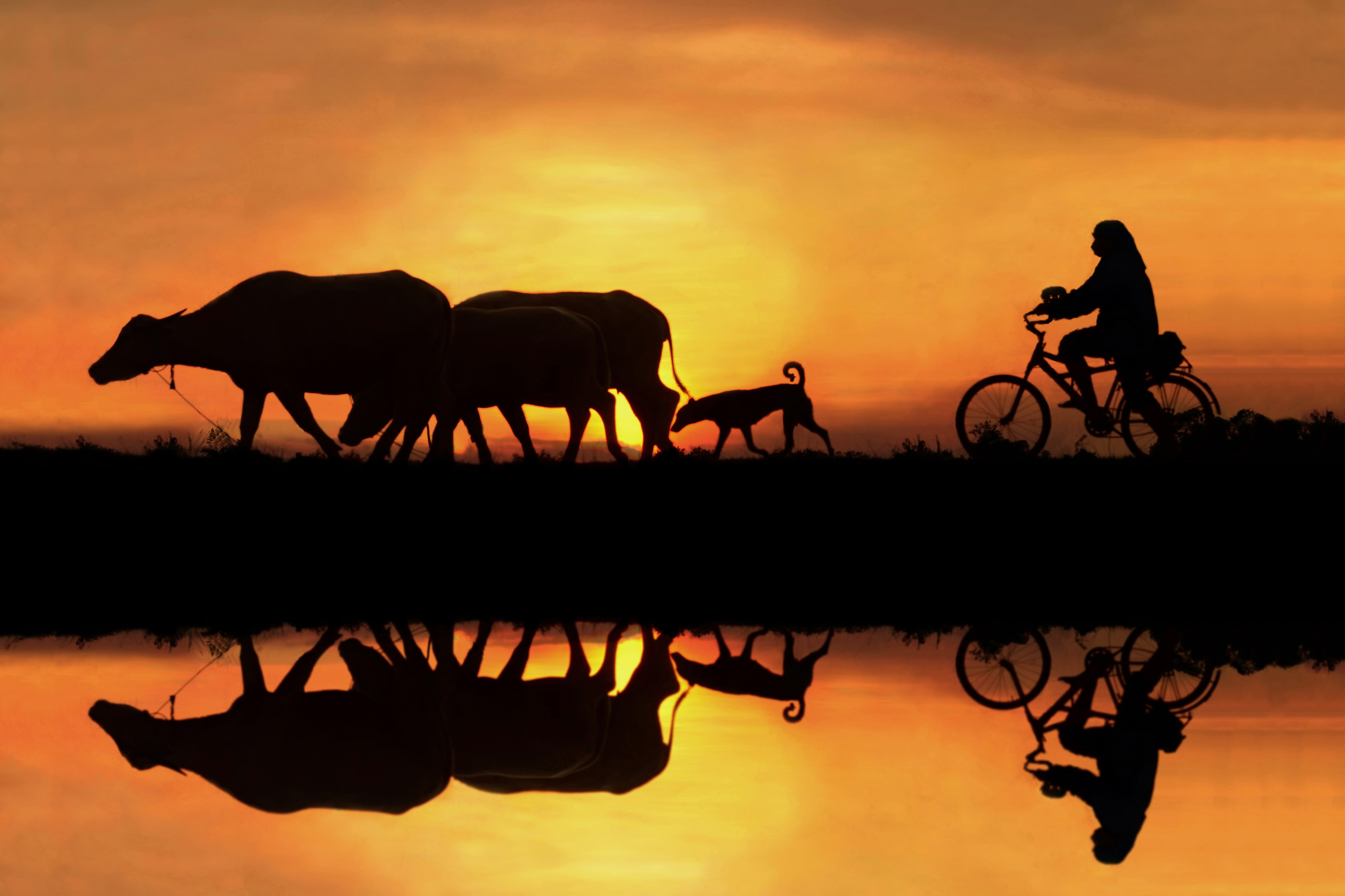 Cycling,BicycleS,cenics,Sunset,Lake,Reflection,People,Two ,People,Nature,Silhouette,Thailand,Atmospheric ,MoodBeauty ,In NatureCloud - SkyColor ,Image,Horizontal,On The Move,Outdoors,Photography,Sky,Sunlight,Togetherness,Transportatio, sarawut intarob