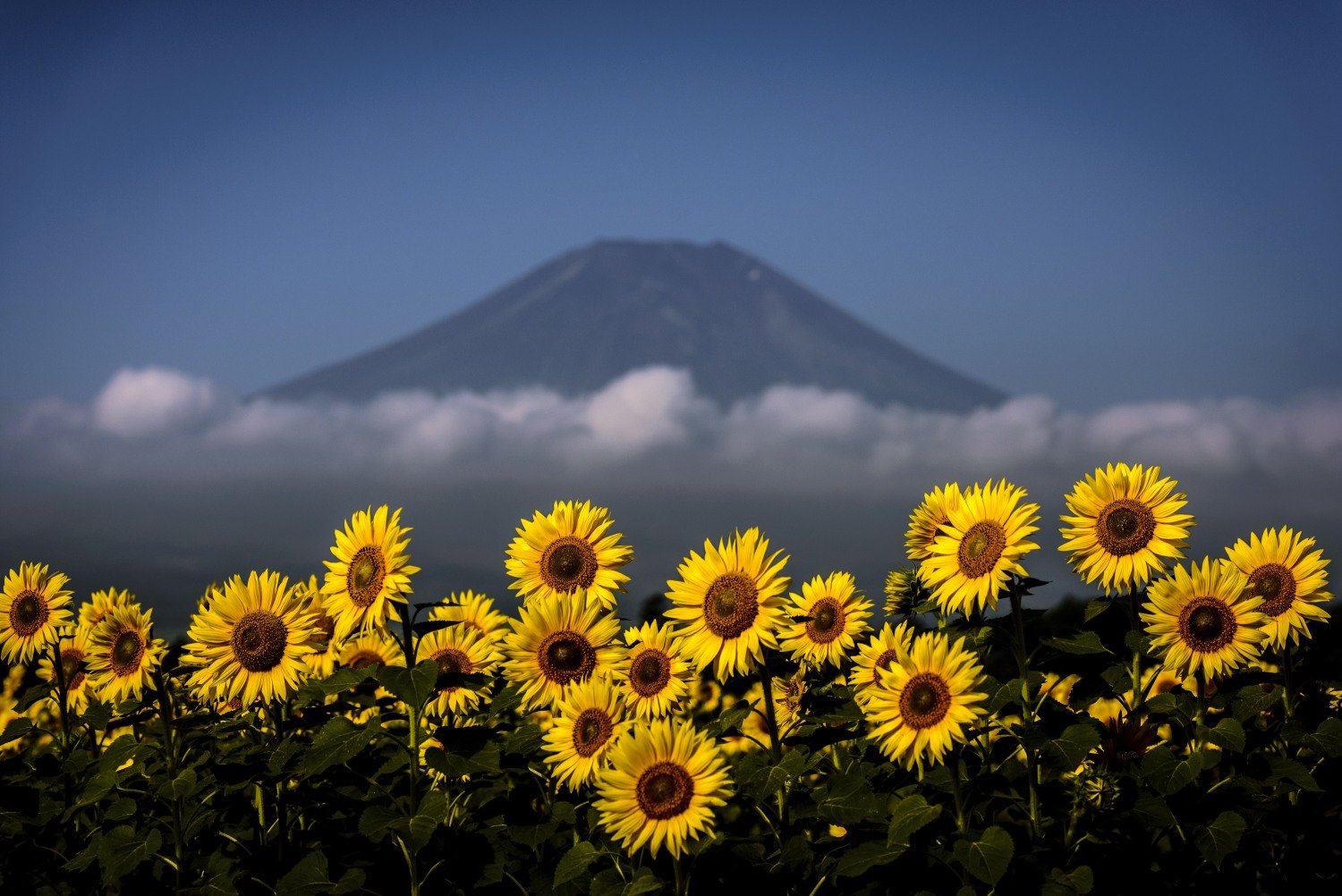 Fuji,mountain,Japan,flower,sunflower,yellow,blue,sky,cloud, Takashi