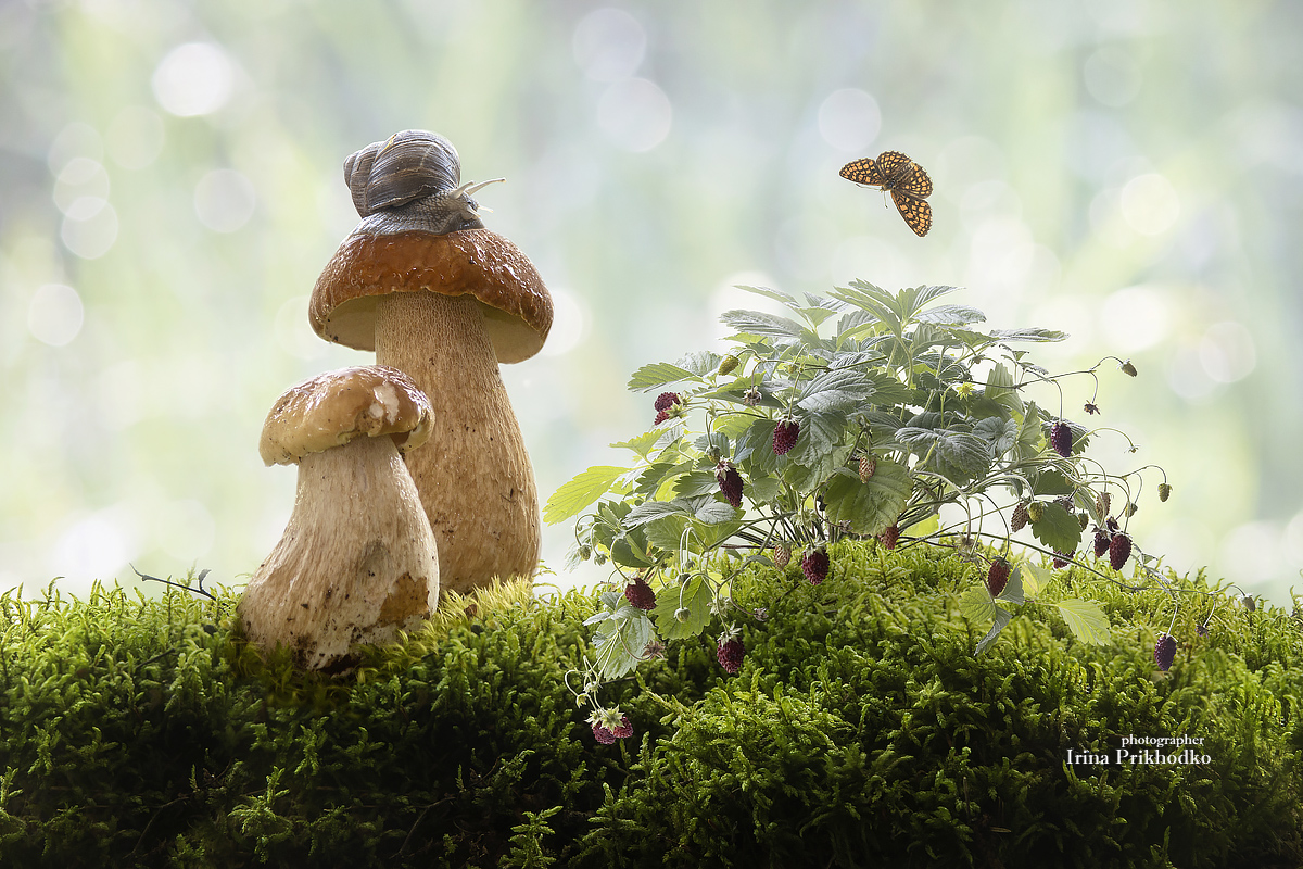 натюрморт, постановочное фото, лес, лето, грибы, ягоды, Приходько Ирина