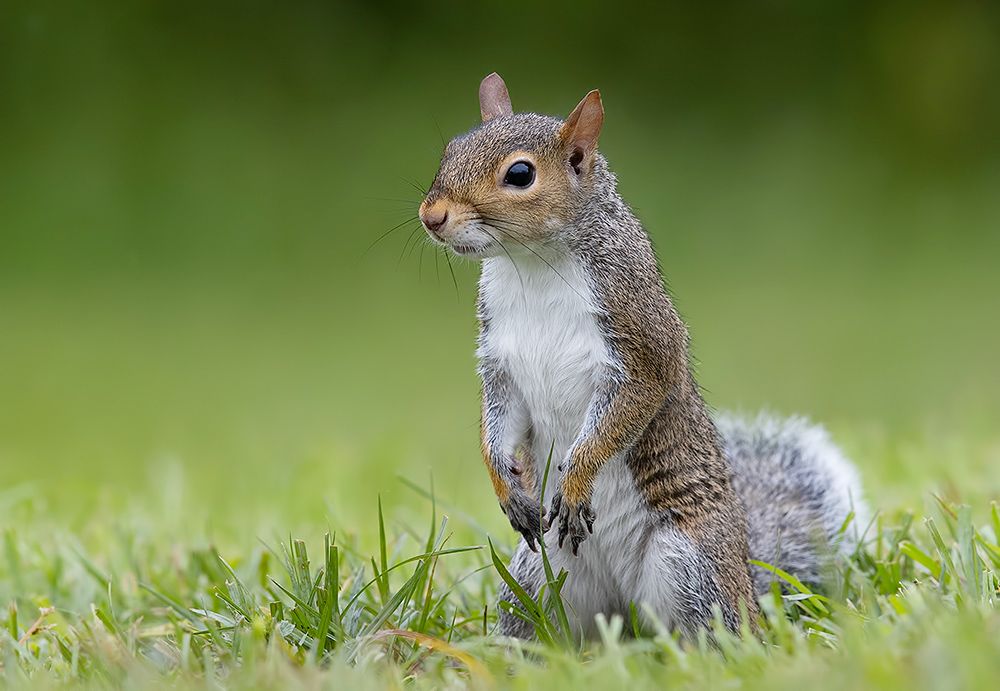 gray squirrel, каролинская белка, белка, squirrel, дикие животные, animals, Etkind Elizabeth