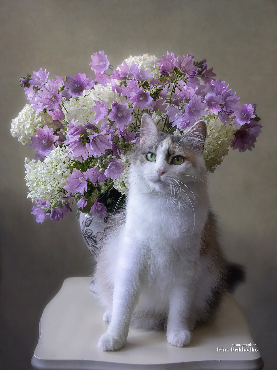 постановочное фото, домашние питомцы, кошки, портрет, букет, цветы, Приходько Ирина