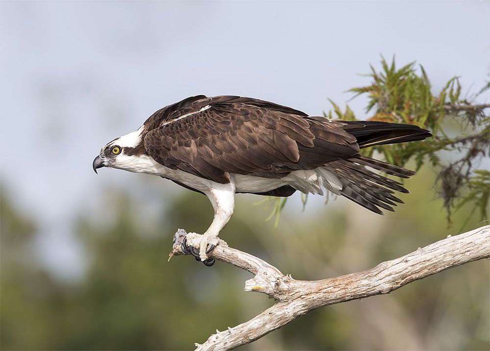 скопа, osprey, florida, флорида, хищные птицы, raptor, Etkind Elizabeth