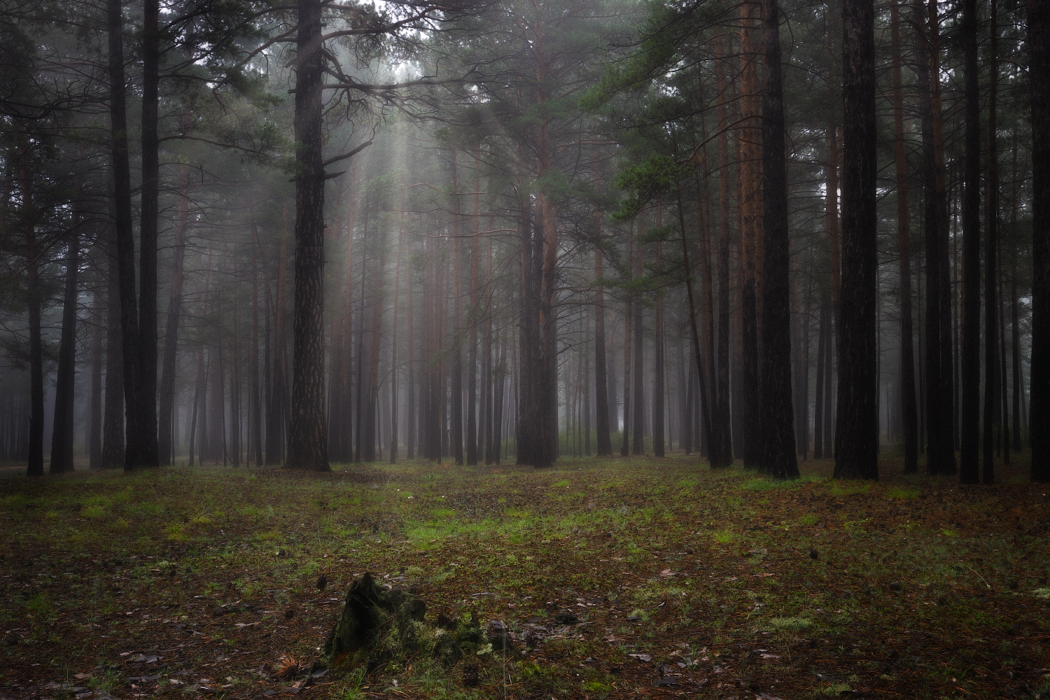 туман, лес, утро, Владимир Климов