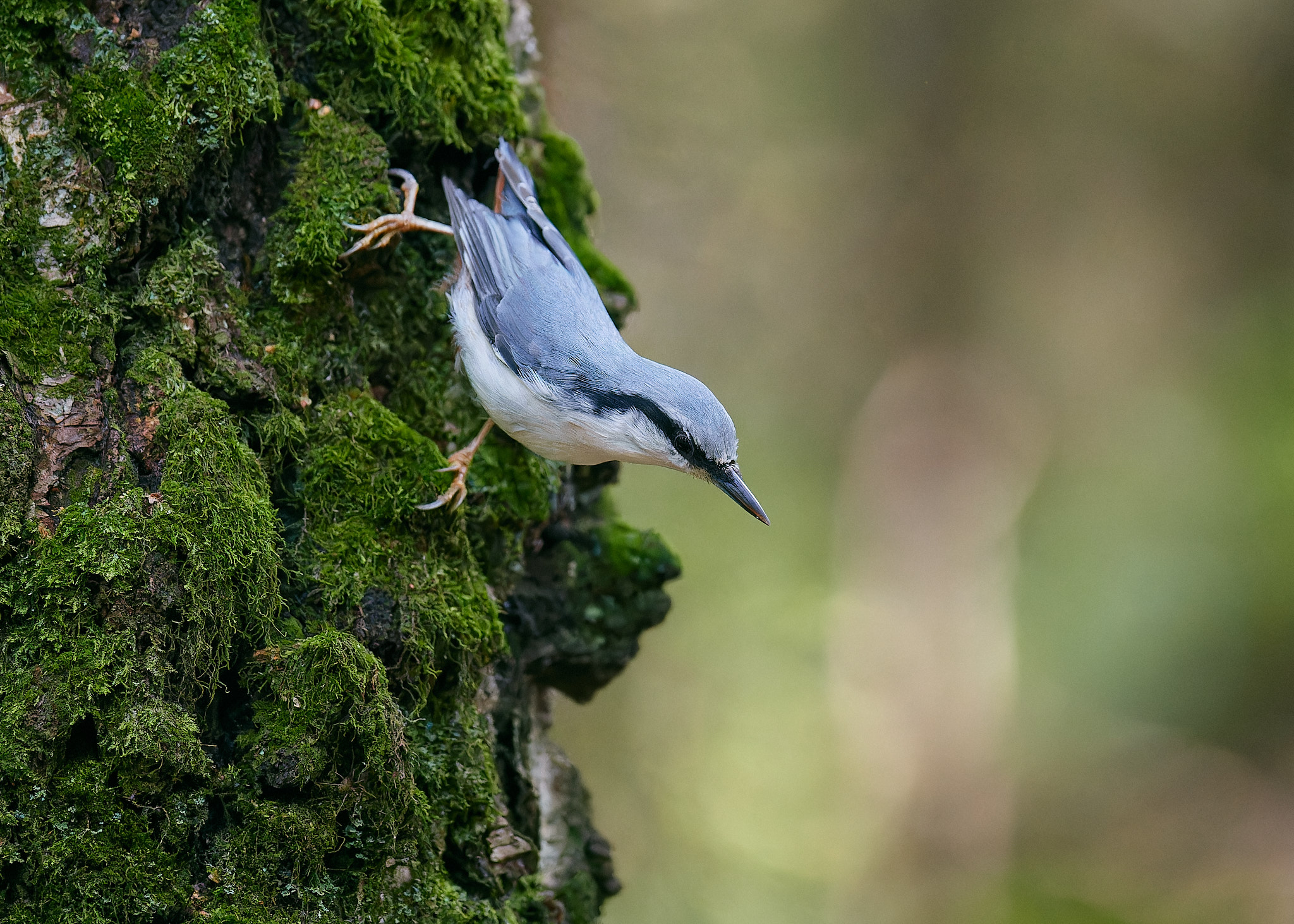 поползень на стволе дерева голубенькая птичка, Mikhail Khmelevskiy