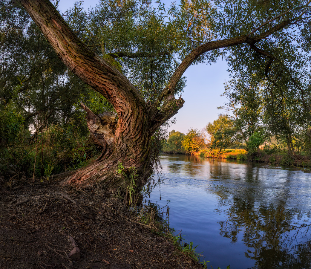 утро, лето, река, дерево,, Сергей Шабуневич