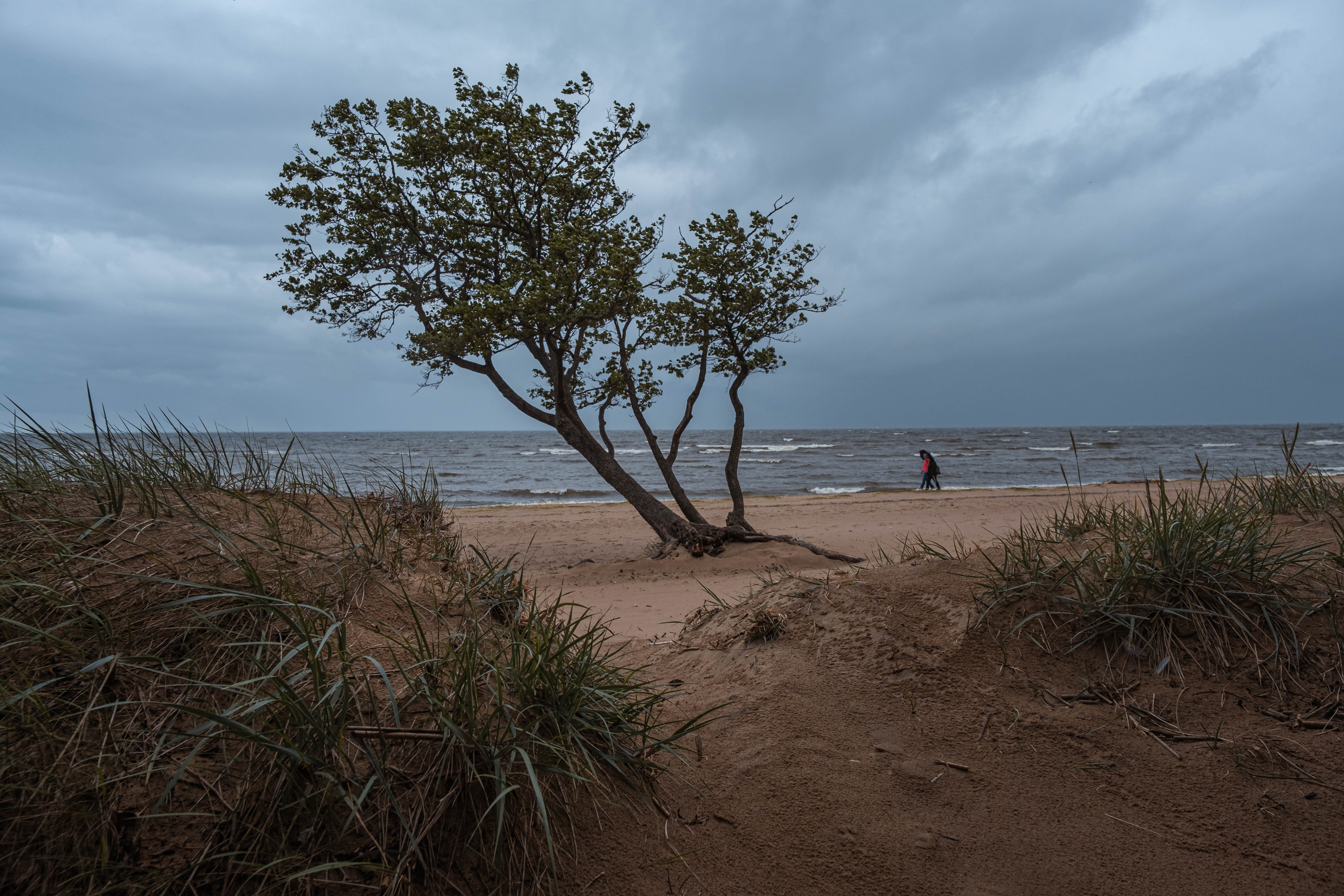 природа, пейзаж, финский залив, дождь, landscape, nature, Наталья Деменкова