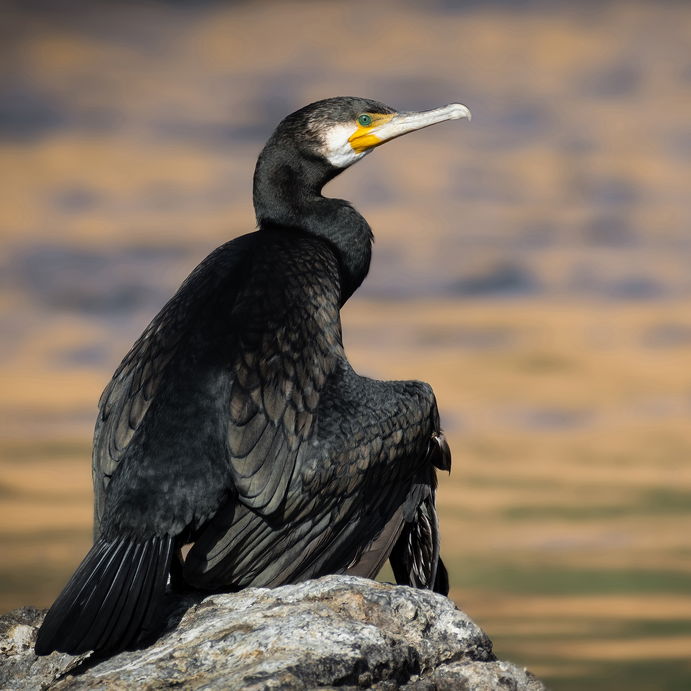 cormorants, cormorant, bird, birds, animal, animals, wing, wings, feather, feathers, water, river, Ahmed Zaeitar